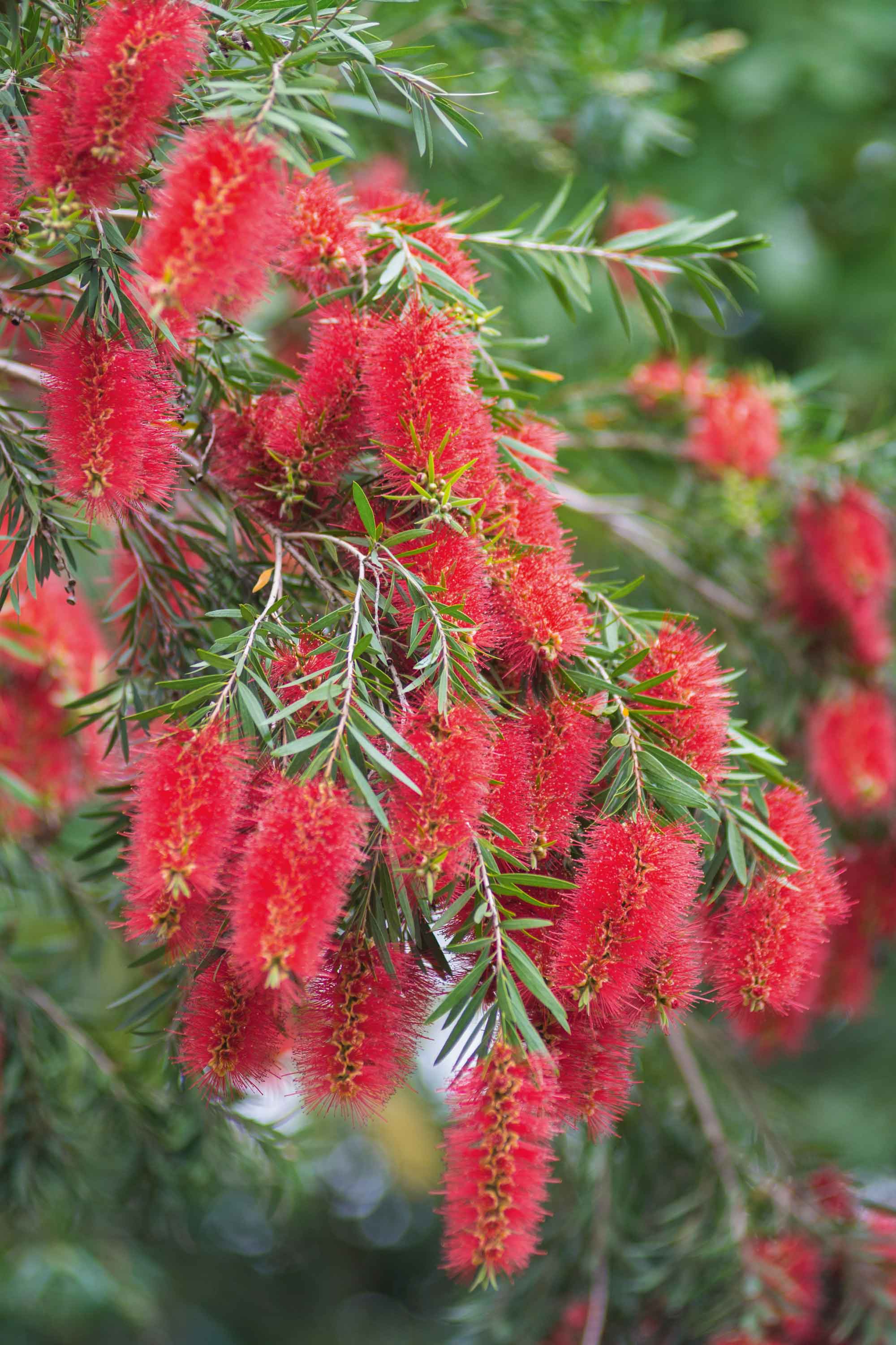 I fiori di callistemon compaiono verso l'estate e durano a lungo. Le foglie, opache e coriacee, sono allungate e acuminate. I fiori di callistemon compaiono verso l'estate e durano a lungo. Le foglie, opache e coriacee, sono allungate e acuminate.