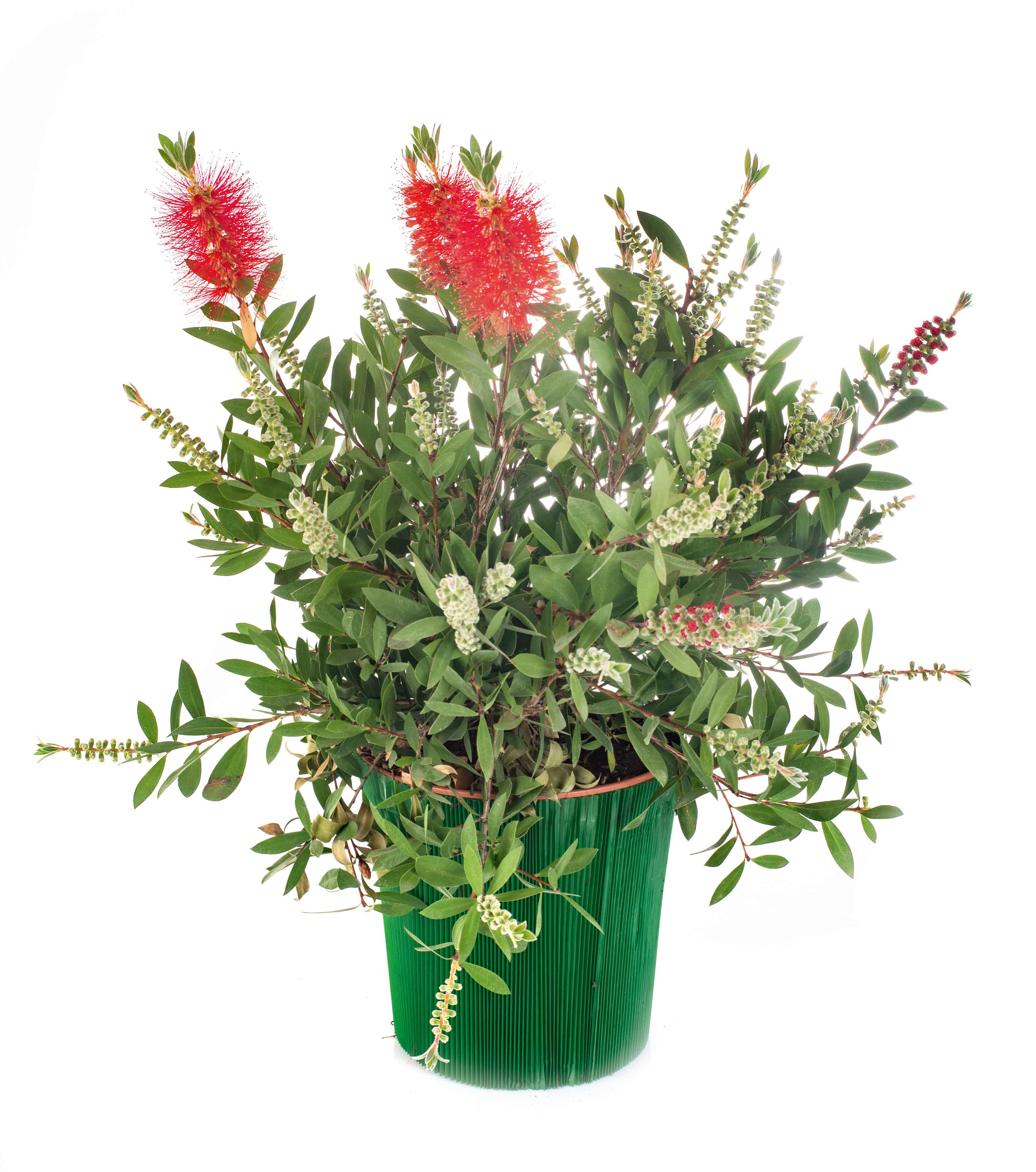 Il callistemon si coltiva preferibilmente in vaso per via della sua scarsissima resistenza alle basse temperature. Il callistemon si coltiva preferibilmente in vaso per via della sua scarsissima resistenza alle basse temperature.