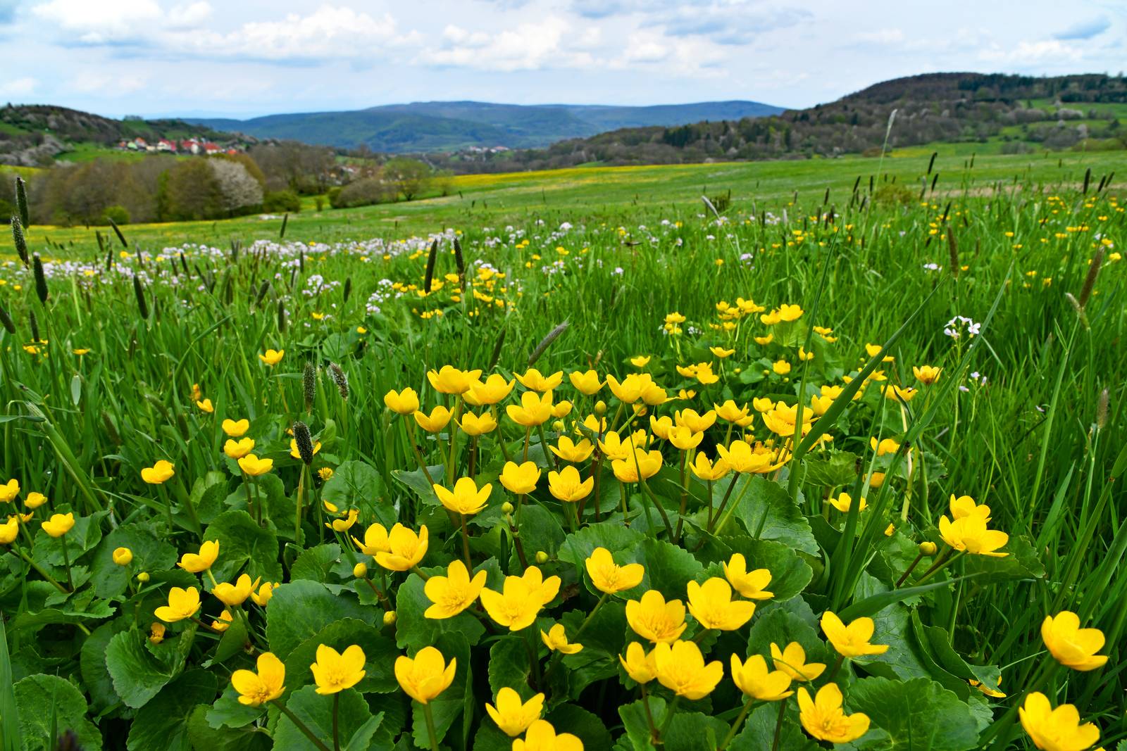 La calta fiorisce spontaneamente in luoghi freschi e terreni costantemente umidi. La calta fiorisce spontaneamente in luoghi freschi e terreni costantemente umidi.