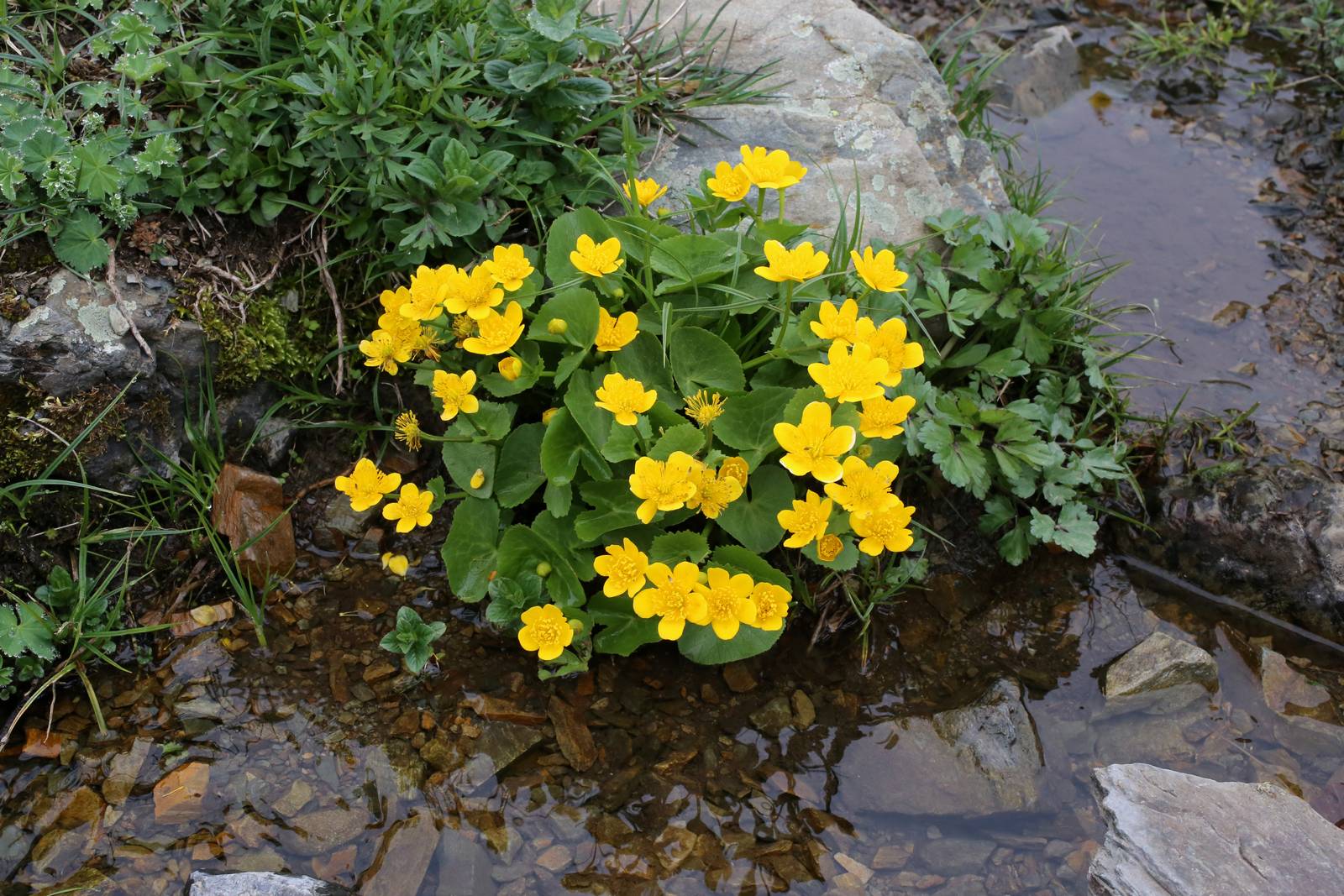 La calta palustre, come suggerisce il nome stesso, cresce spesso lungo le rive di laghetti e fiumi. La calta palustre, come suggerisce il nome stesso, cresce spesso lungo le rive di laghetti e fiumi.