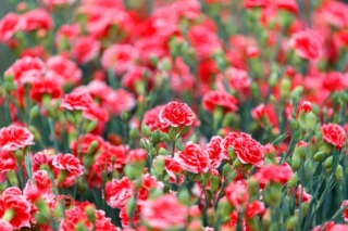 Il garofano ha bisogno di posizioni ben soleggiate per fiorire in abbondanza e crescere sano. Il garofano ha bisogno di posizioni ben soleggiate per fiorire in abbondanza e crescere sano.