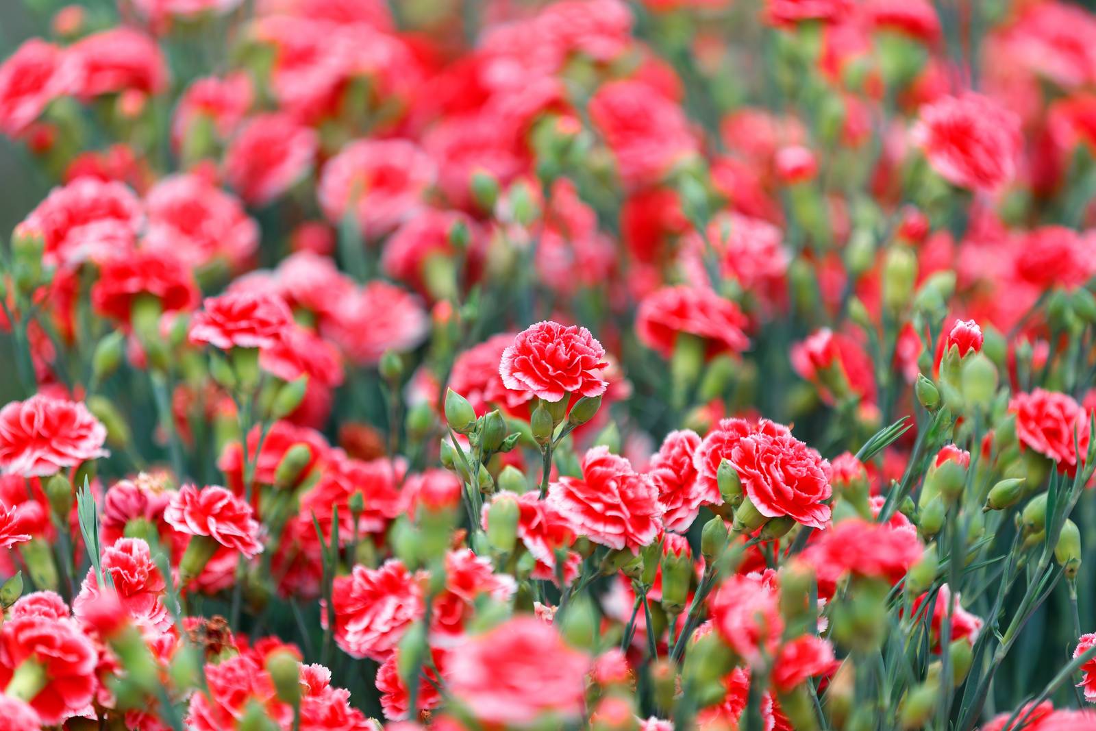 Il garofano ha bisogno di posizioni ben soleggiate per fiorire in abbondanza e crescere sano. Il garofano ha bisogno di posizioni ben soleggiate per fiorire in abbondanza e crescere sano.