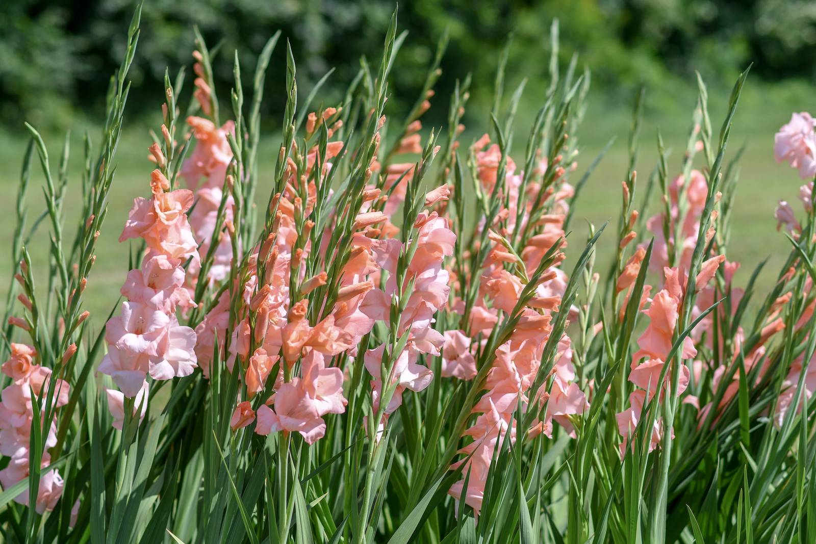 Il gladiolo è perfetto per creare aiuole monocolore. Il gladiolo è perfetto per creare aiuole monocolore.