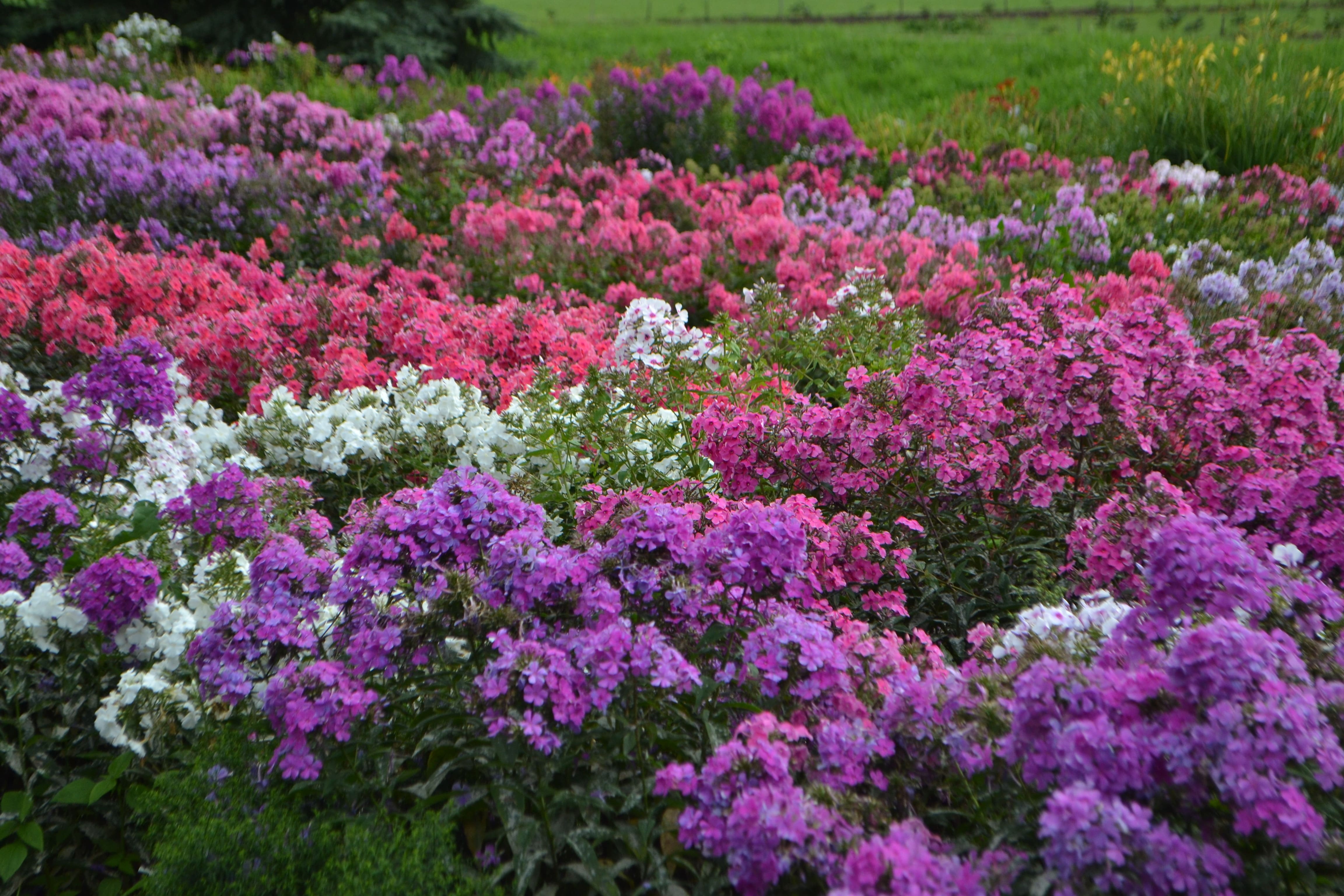 I phlox sono perfetti per creare coloratissime aiuole in giardino. I phlox sono perfetti per creare coloratissime aiuole in giardino.