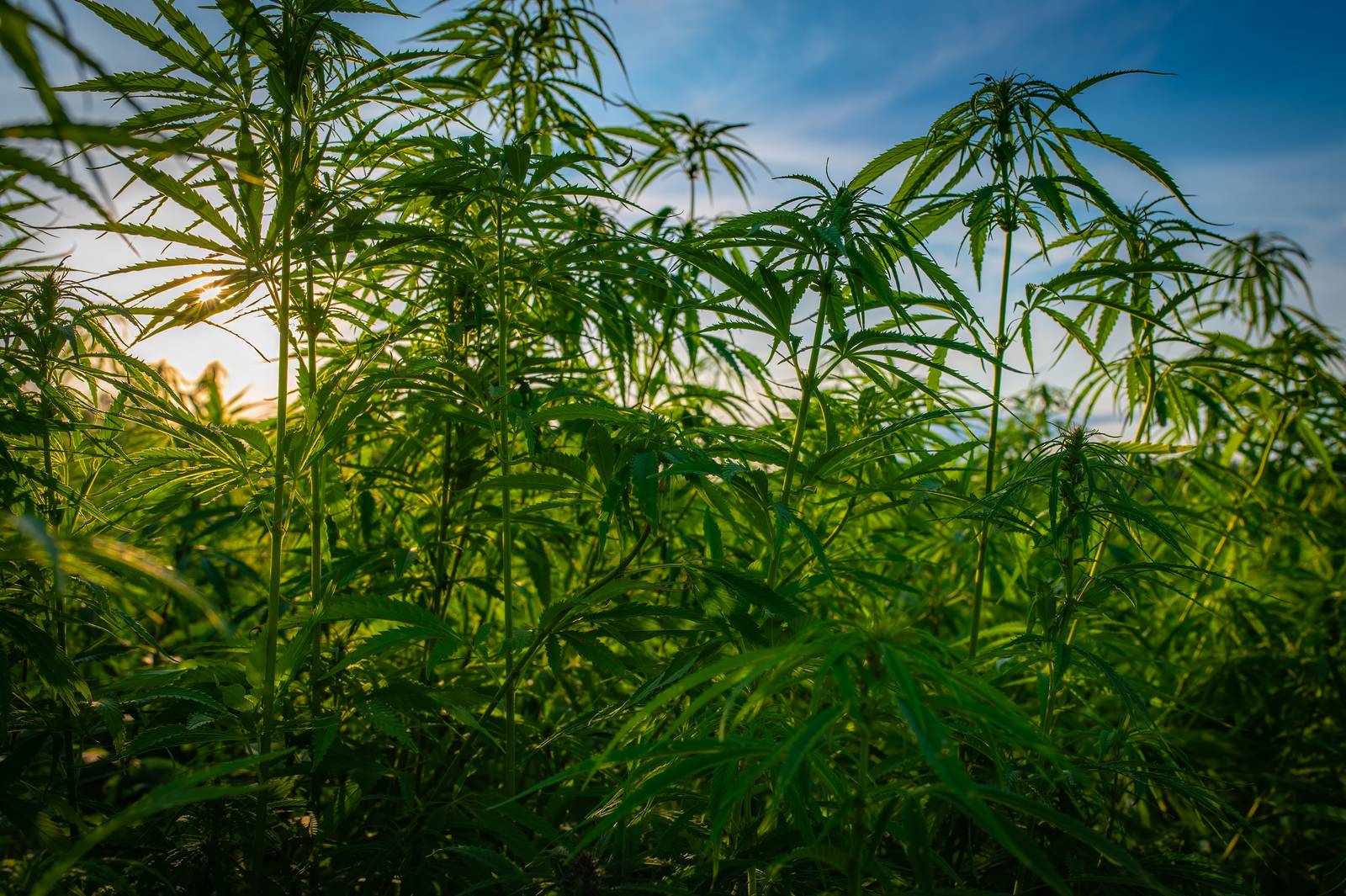 Negli habitat di origine la canapa è una pianta dallo sviluppo rapido e significativo, tanto da riuscire a raggiungere anche i 5 metri di altezza. Negli habitat di origine la canapa è una pianta dallo sviluppo rapido e significativo, tanto da riuscire a raggiungere anche i 5 metri di altezza.