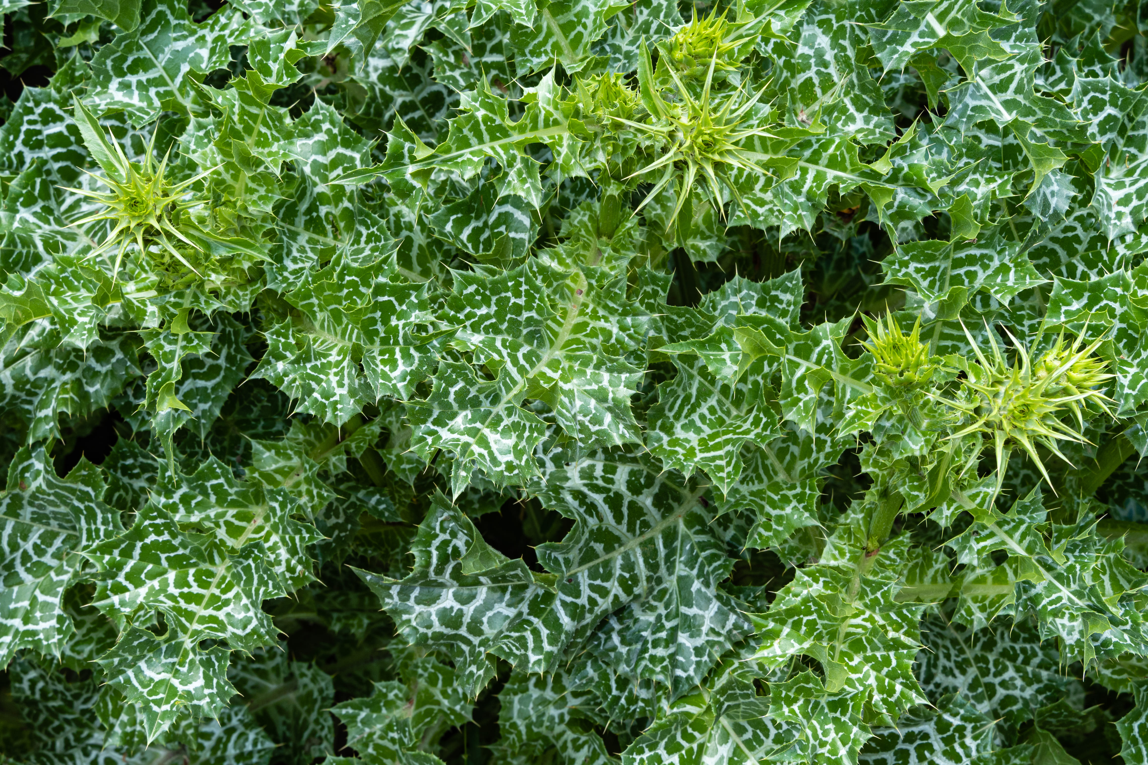 In foto si notano benissimo le particolari screziature bianche che contraddistinguono le foglie del cardo mariano. In foto si notano benissimo le particolari screziature bianche che contraddistinguono le foglie del cardo mariano.