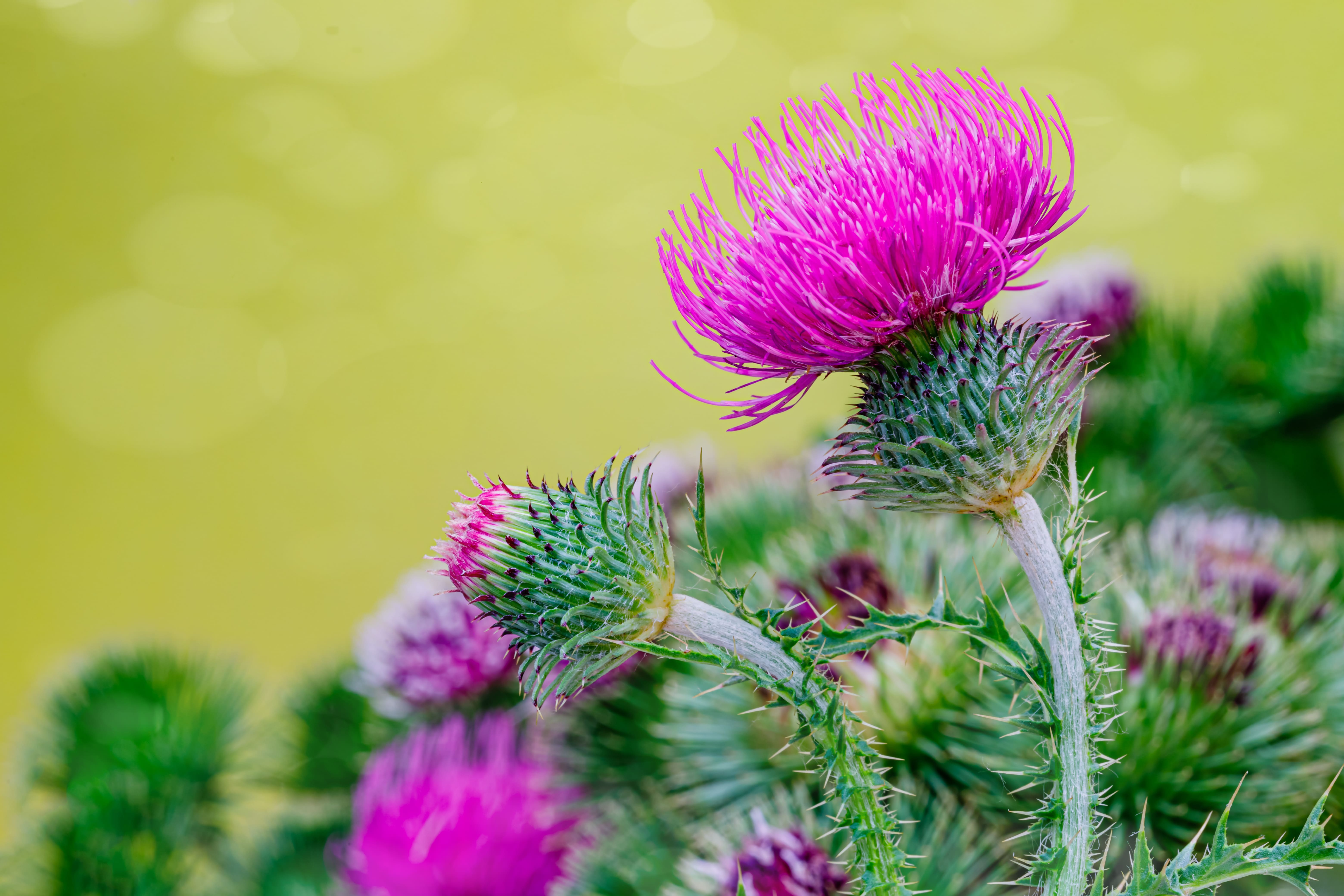 Il cardo mariano si riconosce immediatamente per la grande infiorescenza viola a pompon. Il cardo mariano si riconosce immediatamente per la grande infiorescenza viola a pompon.