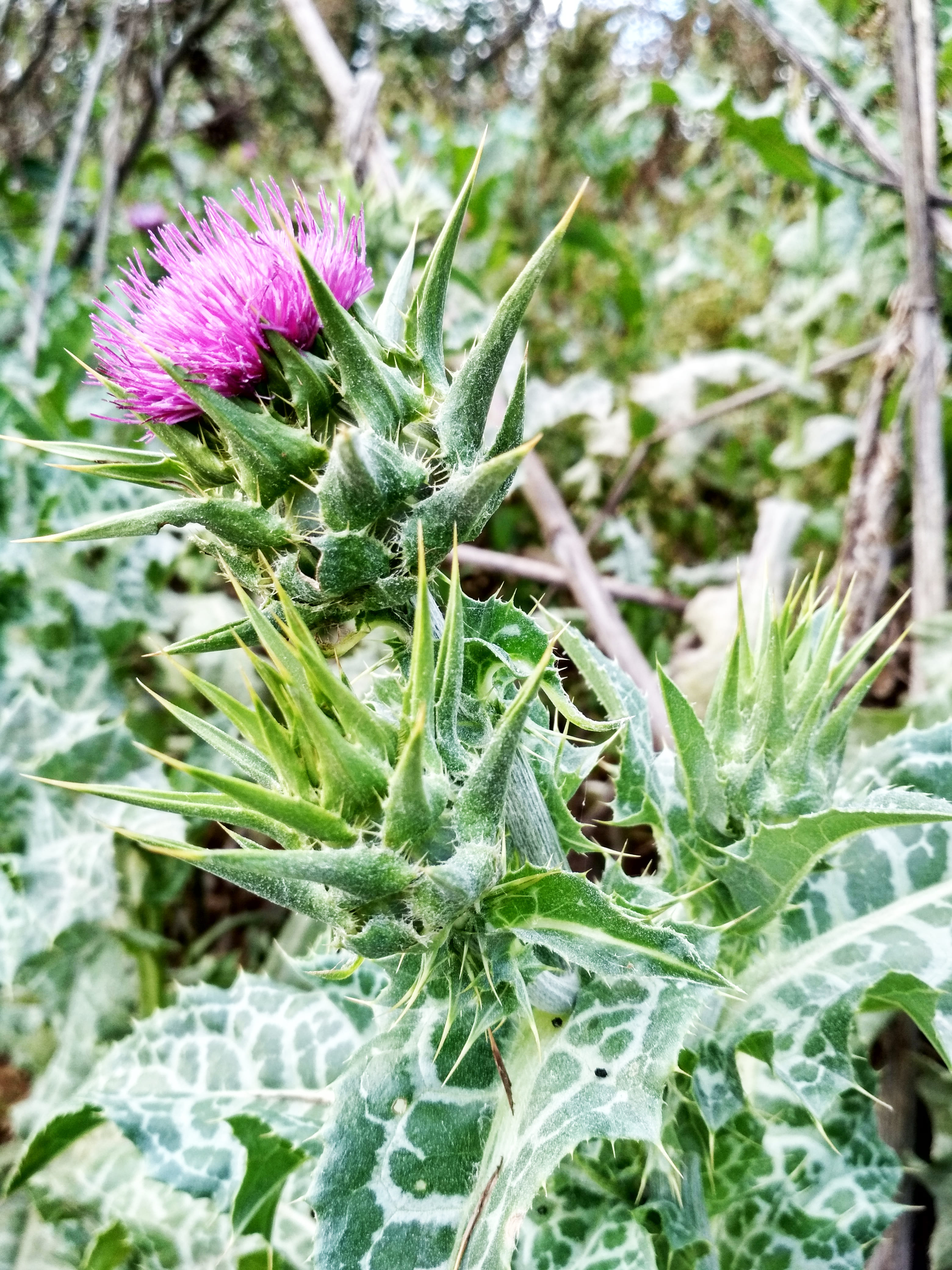 Il cardo mariano cresce allo stato selvatico in tutte le regioni d'Italia. Il cardo mariano cresce allo stato selvatico in tutte le regioni d'Italia.