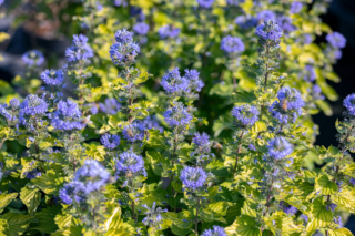 Caryopteris