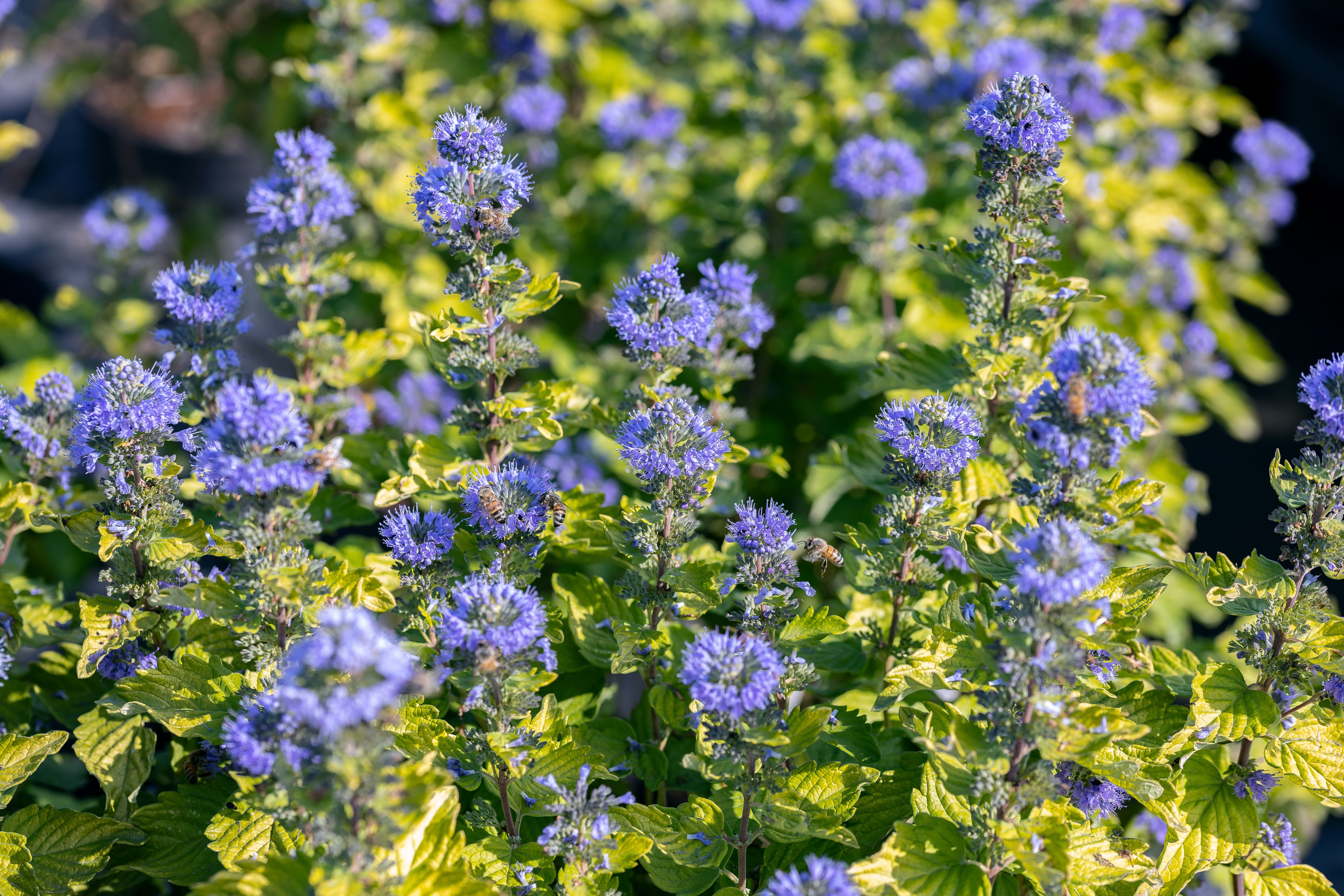 Cespuglio in fiore di Caryopteris x clandonensis. Cespuglio in fiore di Caryopteris x clandonensis.