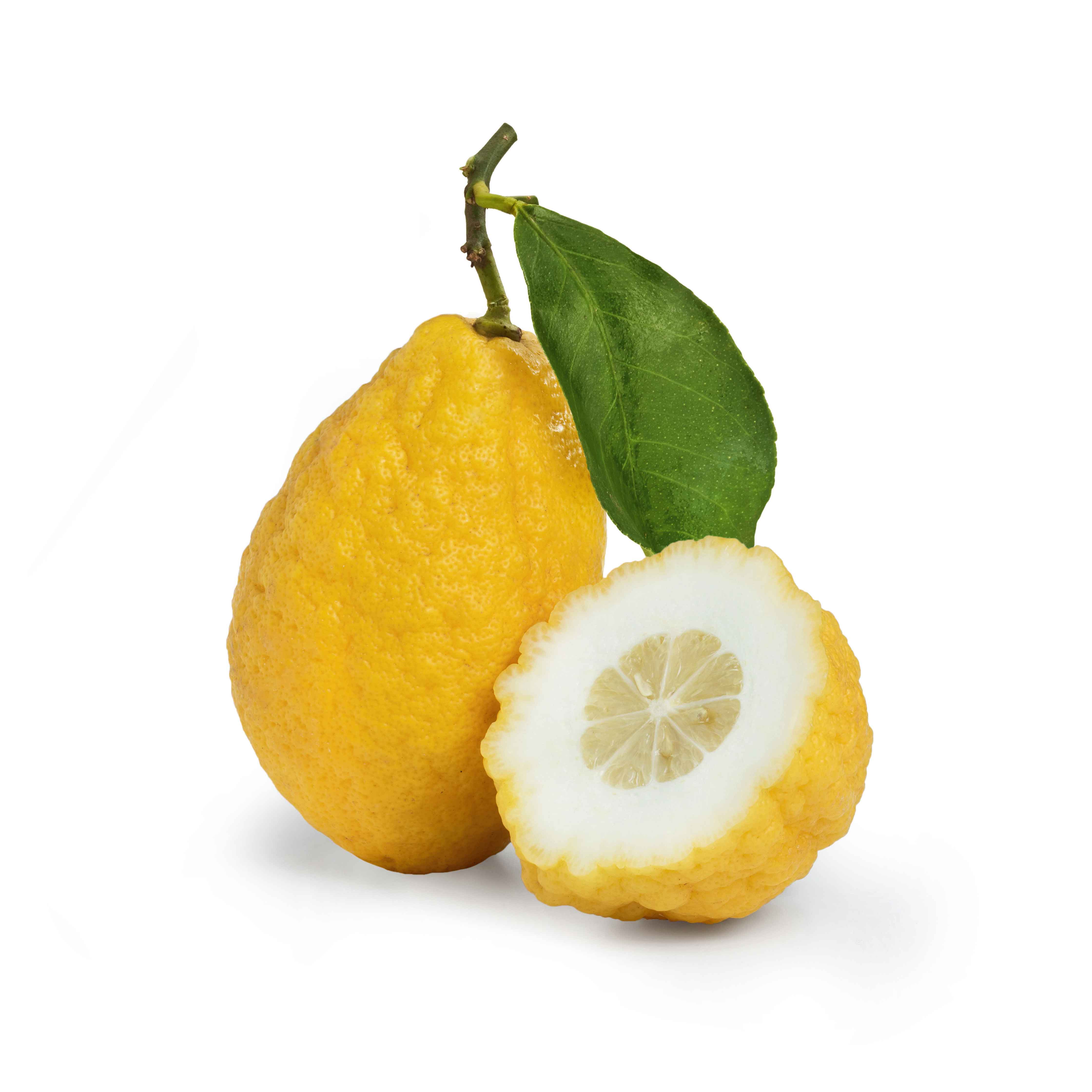 Il frutto del cedro. Il frutto del cedro.