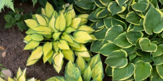 Hosta