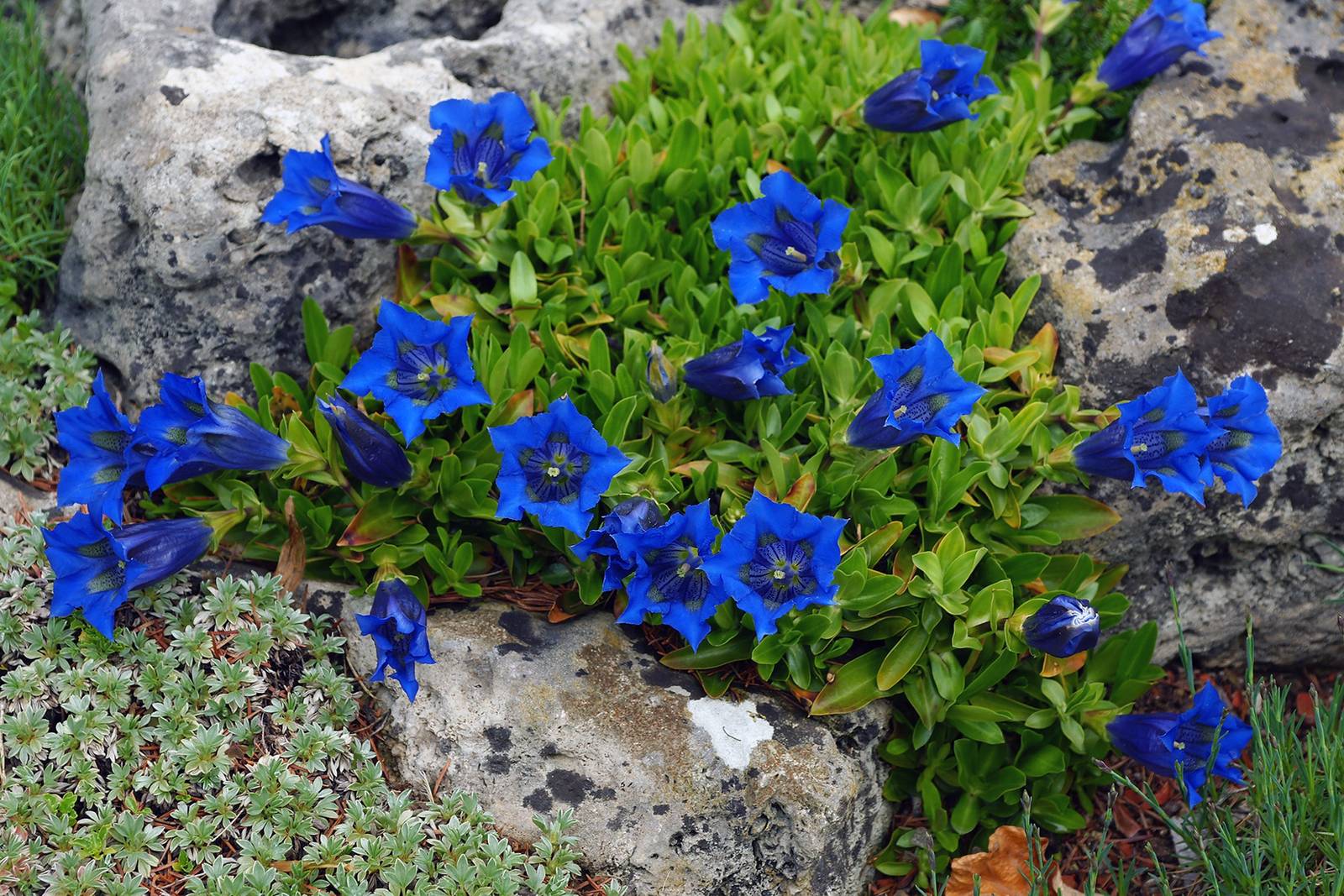 La genziana predilige gli ambienti montuosi, freschi anche d'estate.