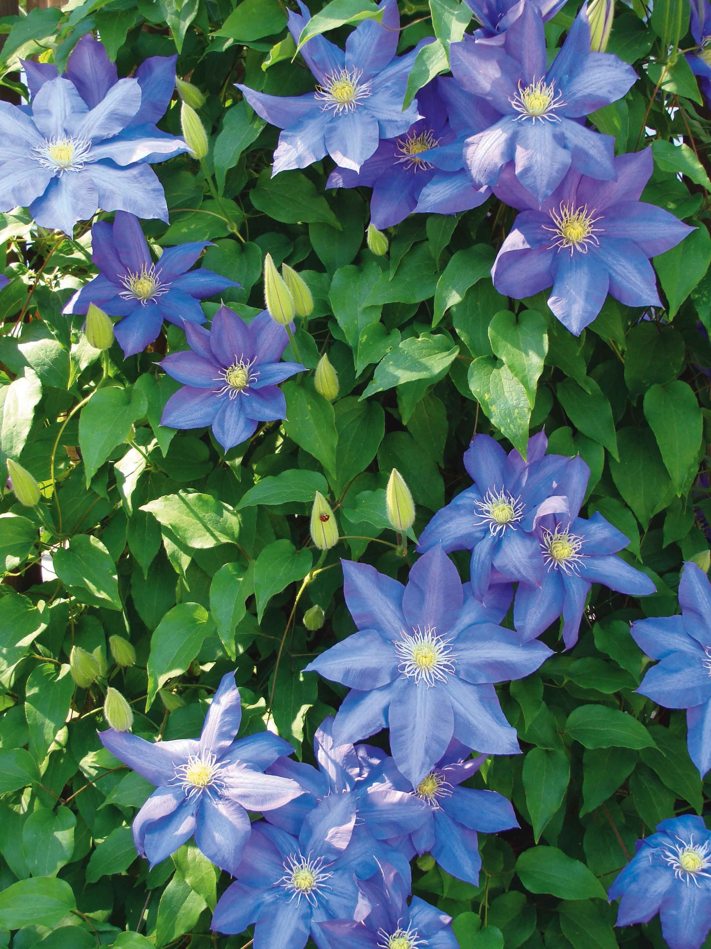 Clematis “Fujimusume”, clematide a fiori blu.