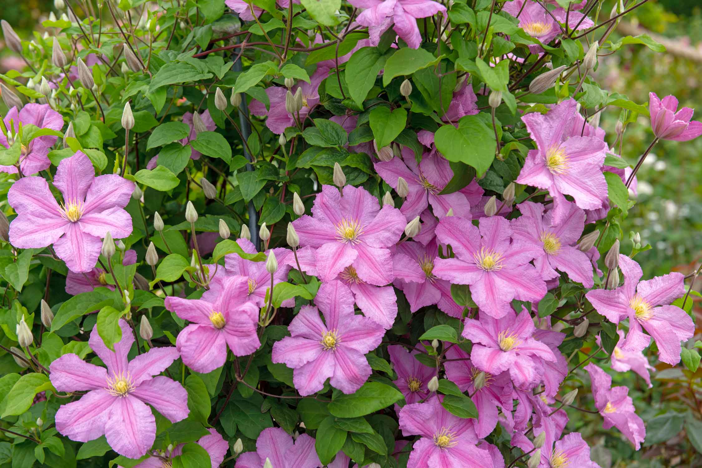 Il fiore di clematis è piuttosto grande e presenta innumerevoli varietà di colore, che vanno dal violetto al rosa, dal bianco al giallo.