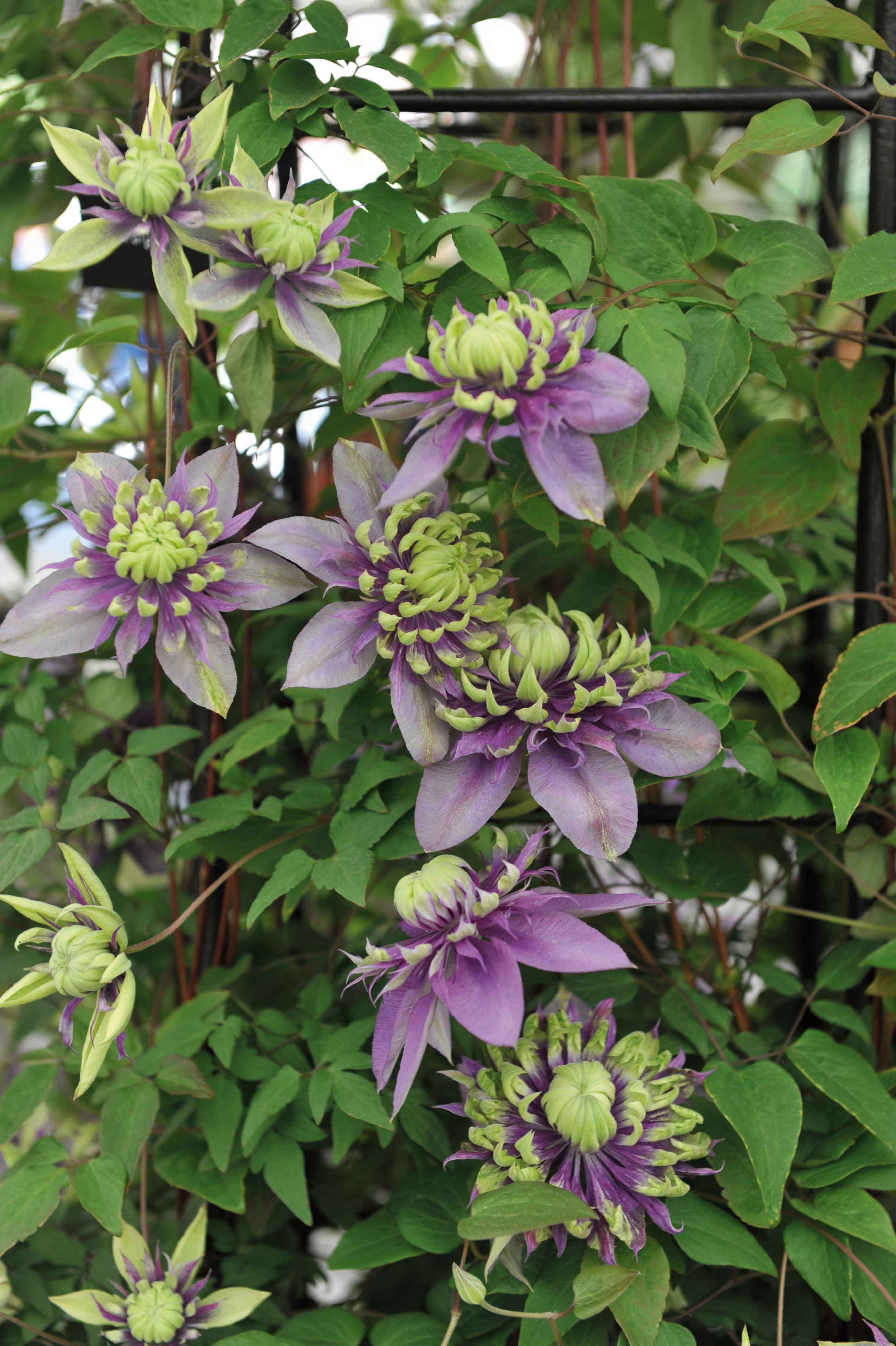 Con i suoi fiori meravigliosi, clematis è la regina delle rampicanti.