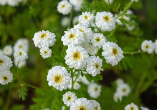 Il crisantemo deve essere bagnato regolarmente, soprattutto durante la fase di fioritura, evitando i ristagni d’acqua che potrebbero far marcire le radici. Il crisantemo deve essere bagnato regolarmente, soprattutto durante la fase di fioritura, evitando i ristagni d’acqua che potrebbero far marcire le radici.