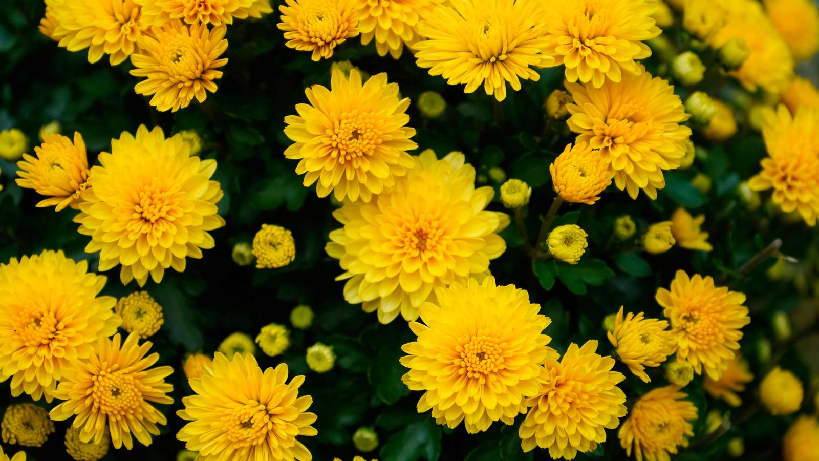 Il crisantemo è una pianta molto resistente al freddo e per questo può rimanere all'esterno tutto l'anno.