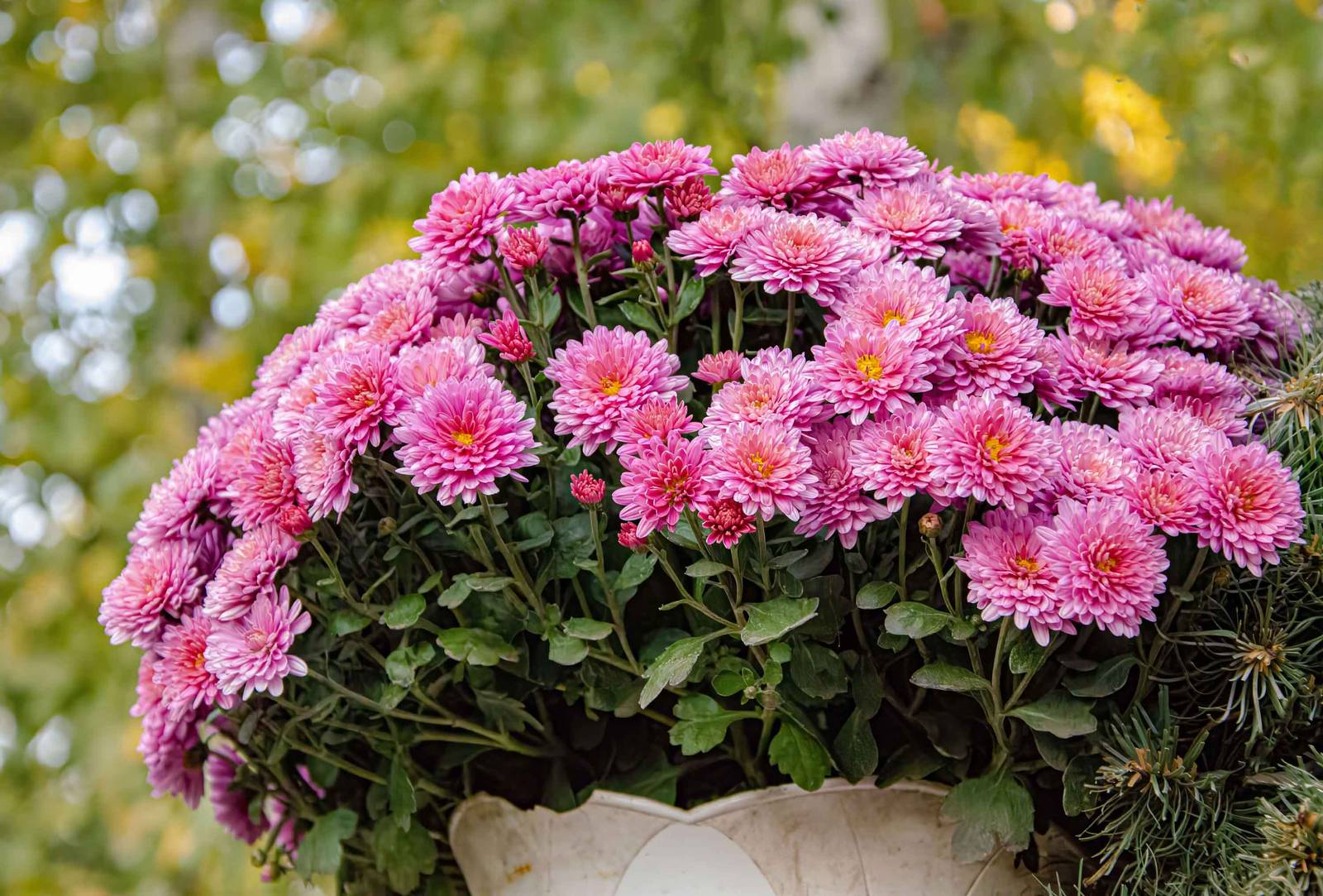 Il crisantemo può crescere in vaso per periodi non troppo prolungati.