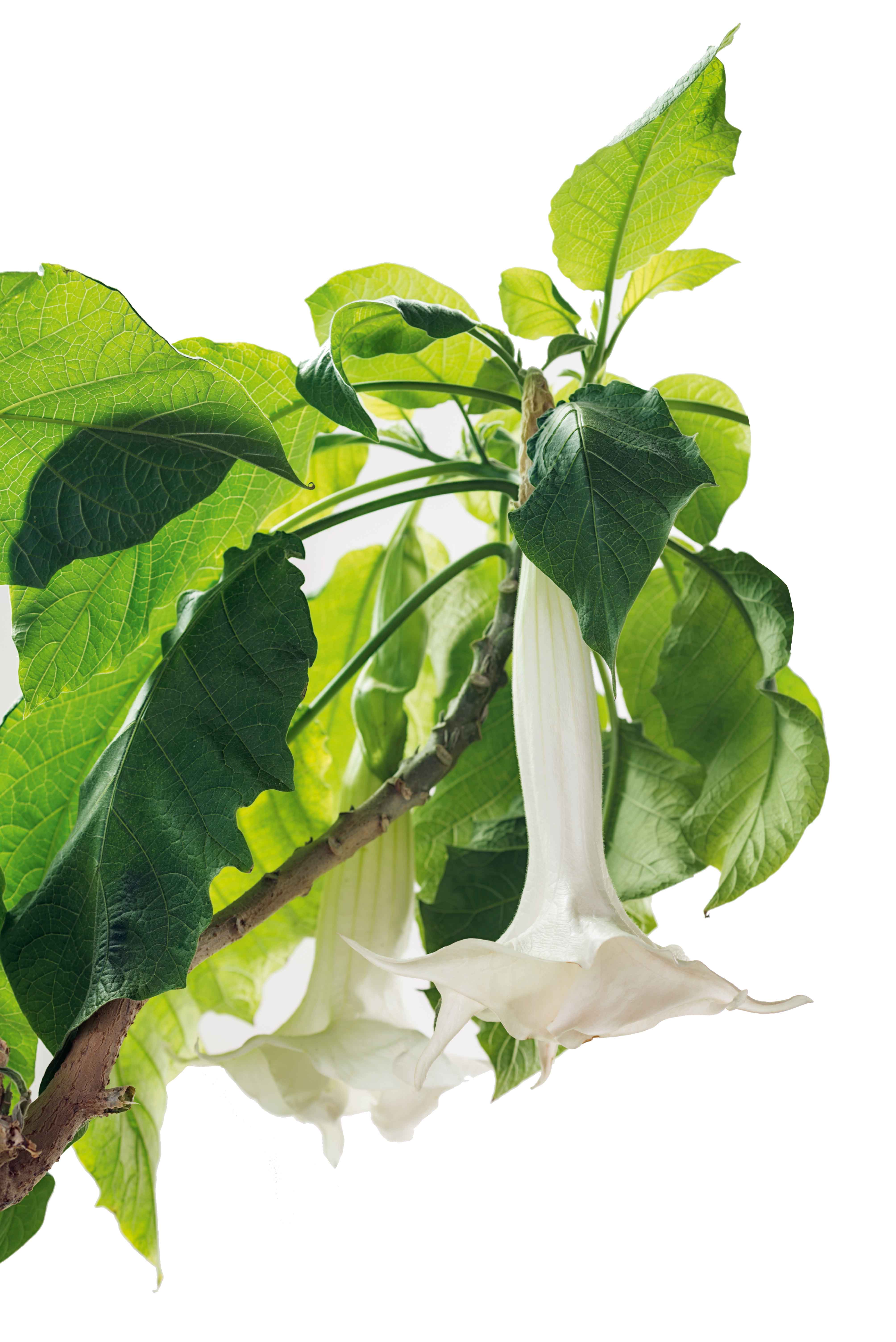 Le foglie di datura sono grandi, dentate e di forma irregolare, mentre il  fusto può addirittura superare i due metri di altezza.