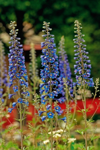 Delphinium