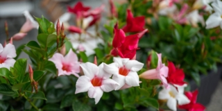 Dipladenia Dipladenia