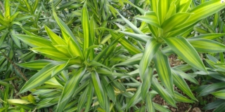 Dracena