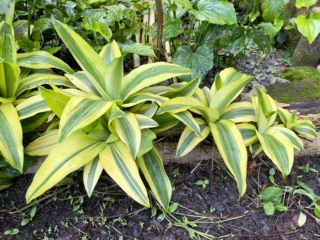 Dracena o tronchetto della felicità