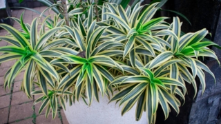 La dracena, nel nostro Paese, va coltivata in vaso e trattata come pianta da interni. La dracena, nel nostro Paese, va coltivata in vaso e trattata come pianta da interni.
