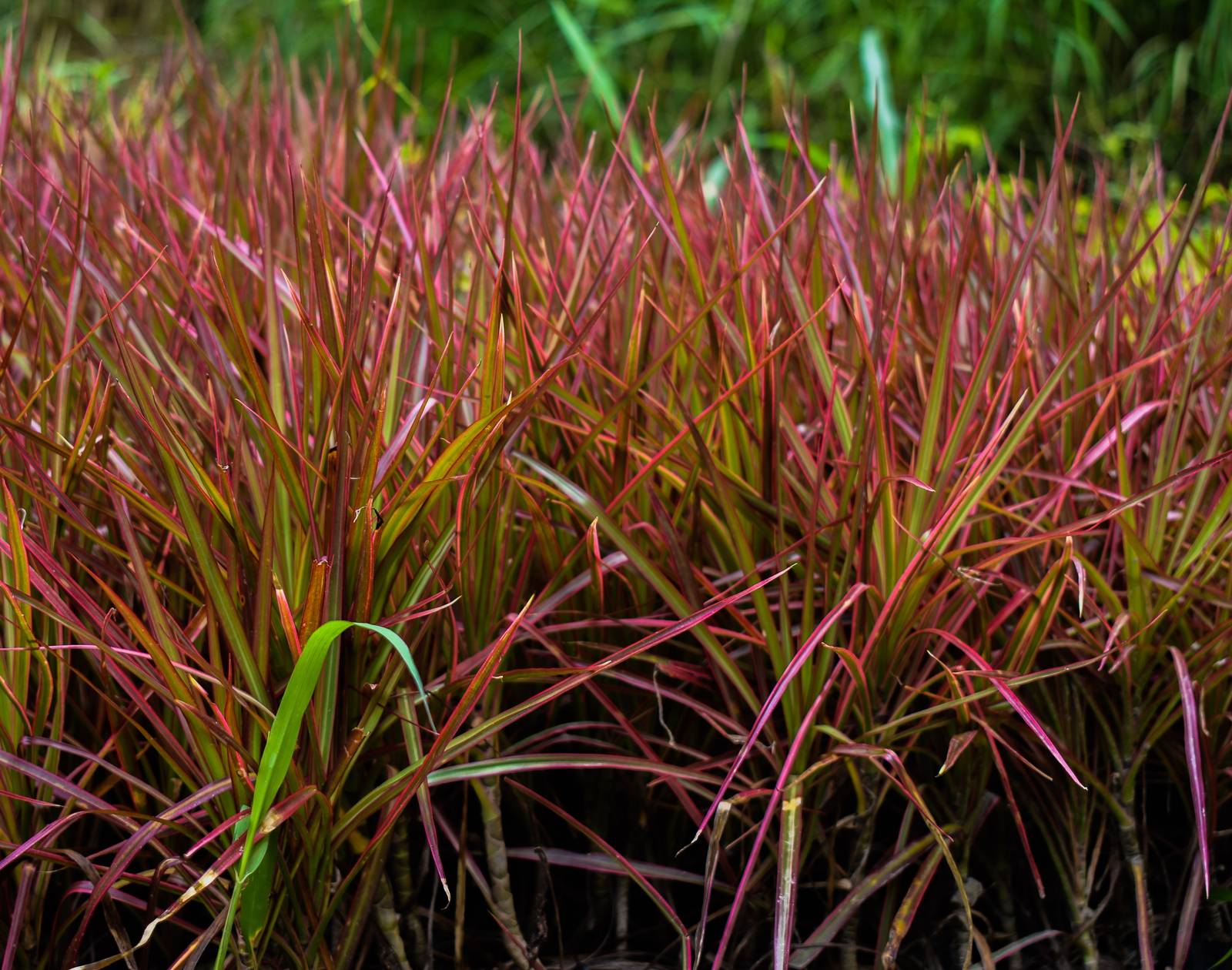 In foto si possono ammirare i bellissimi colori di dracaena marginata. In foto si possono ammirare i bellissimi colori di dracaena marginata.