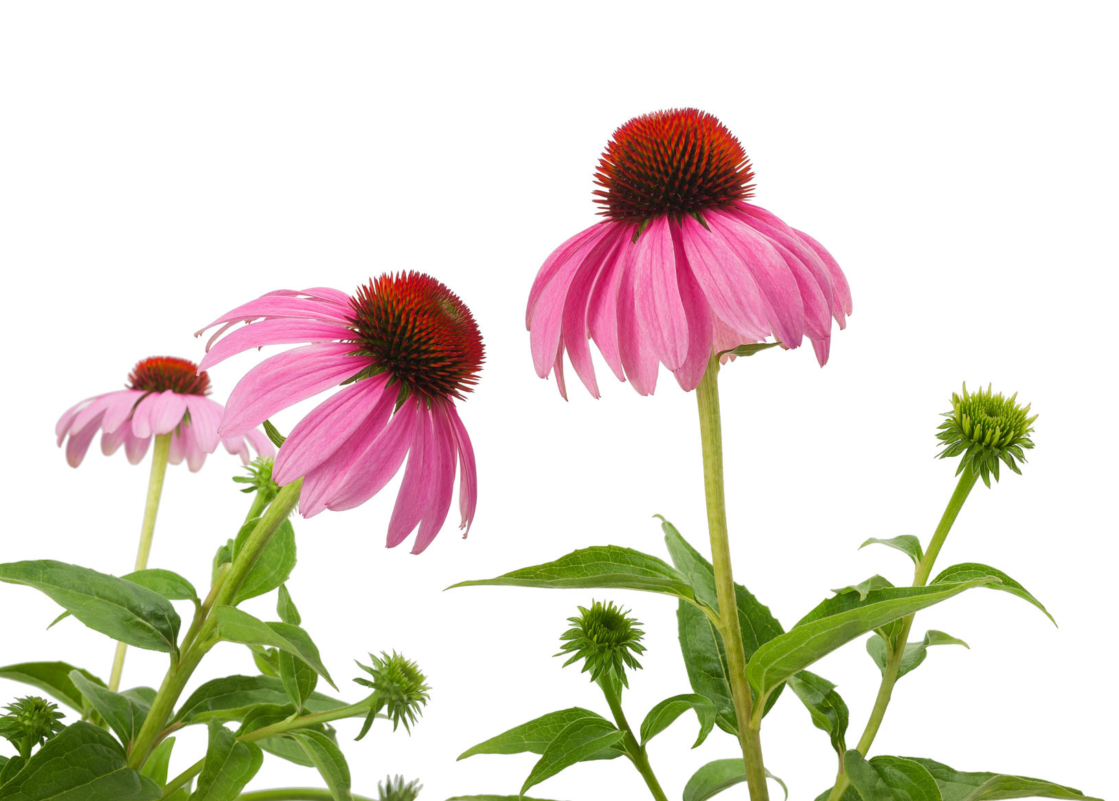 I fiori di echinacea sono molto apprezzati da api, farfalle e altri insetti impollinatori. I fiori di echinacea sono molto apprezzati da api, farfalle e altri insetti impollinatori.
