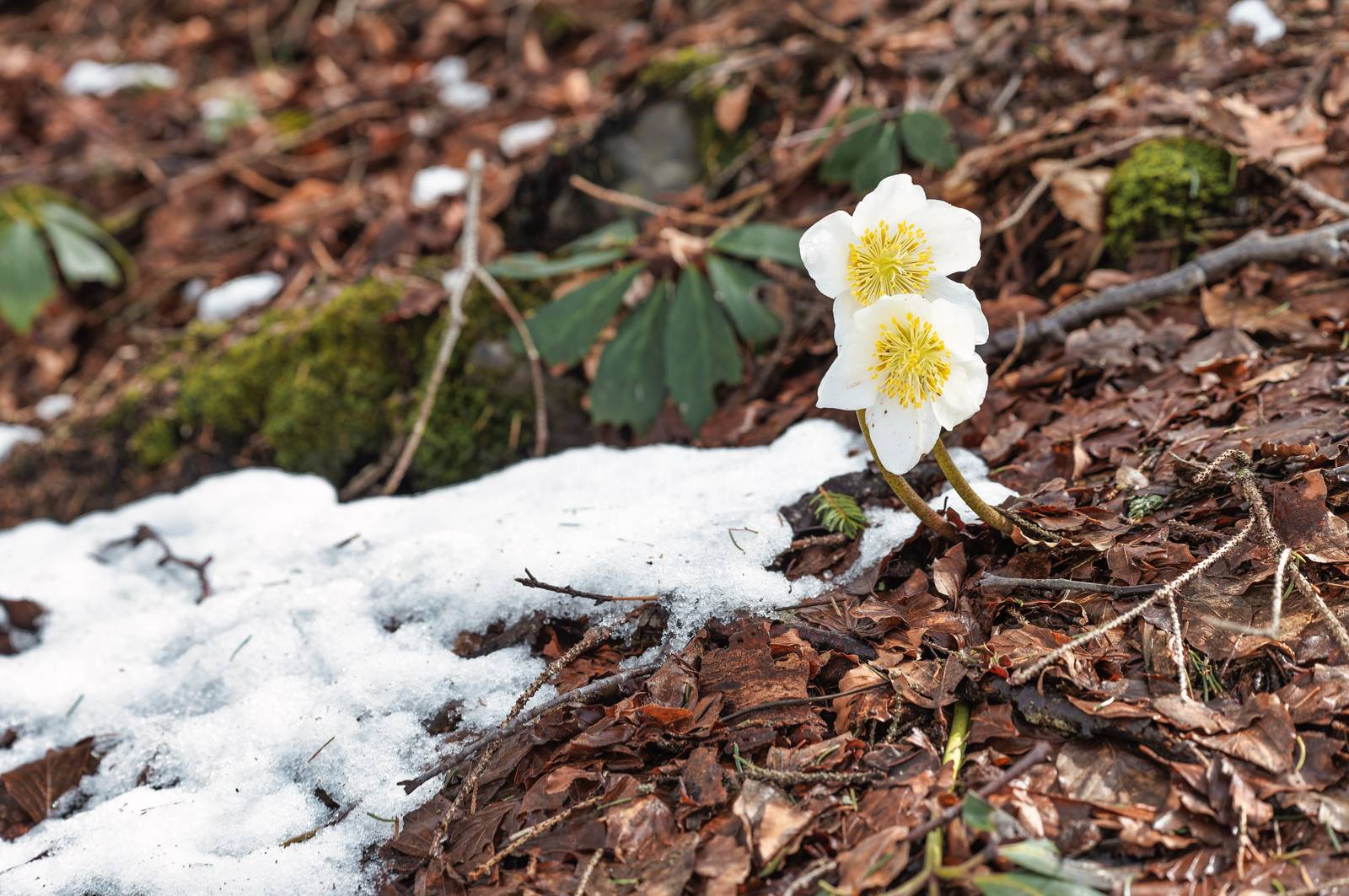 La varietà più comune di elleboro è quella a fiore bianco o porpora. La varietà più comune di elleboro è quella a fiore bianco o porpora.