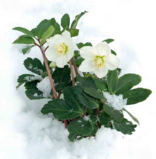 Benché fiorisca d'inverno, l'elleboro si dimostra una bellissima piantina anche durante l'estate grazie al suo fogliame decorativo. Benché fiorisca d'inverno, l'elleboro si dimostra una bellissima piantina anche durante l'estate grazie al suo fogliame decorativo.