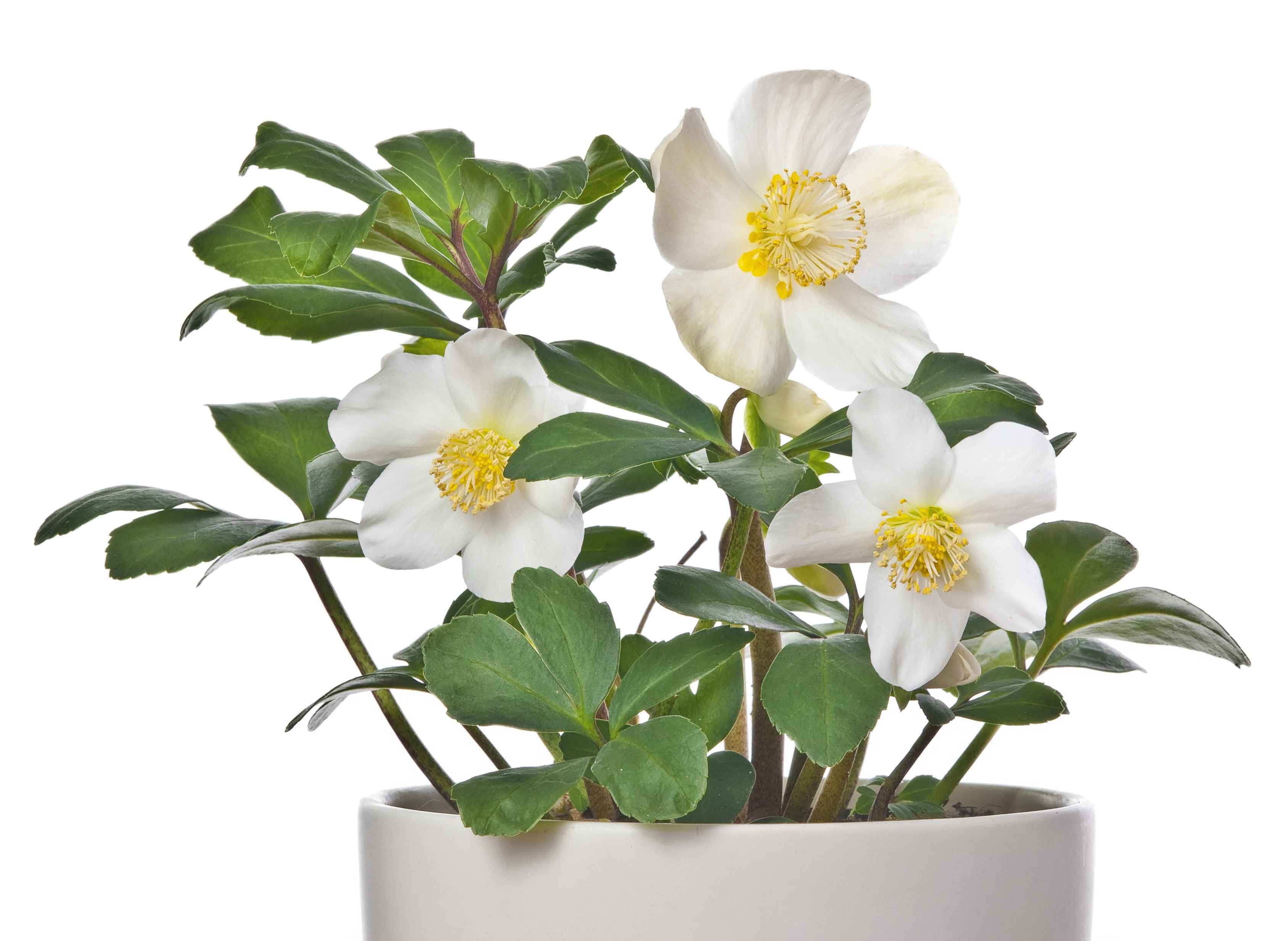 L'elleboro è facilmente coltivabile anche in vaso. L'elleboro è facilmente coltivabile anche in vaso.