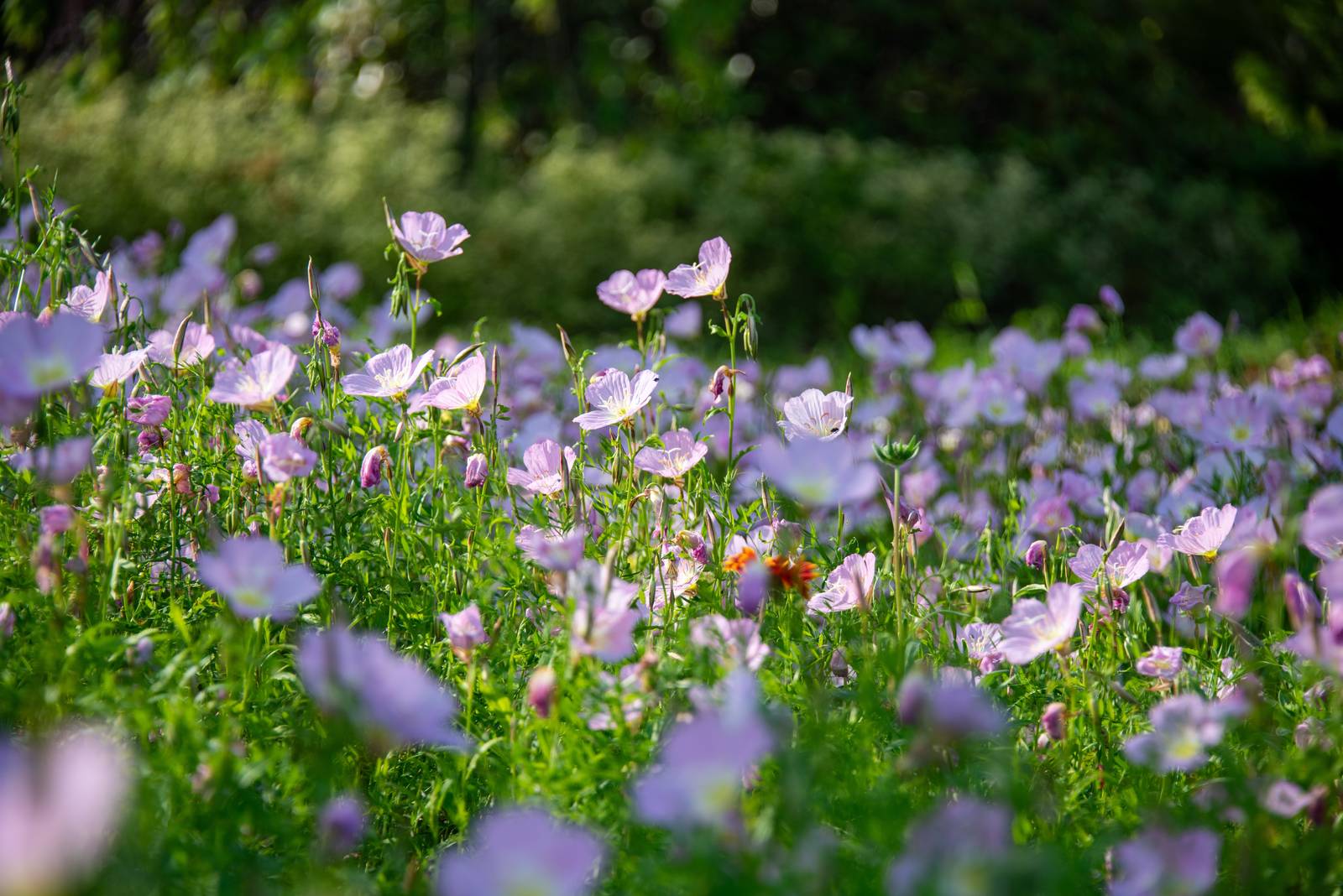 In foto, un campo fiorito di oenothera speciosa.