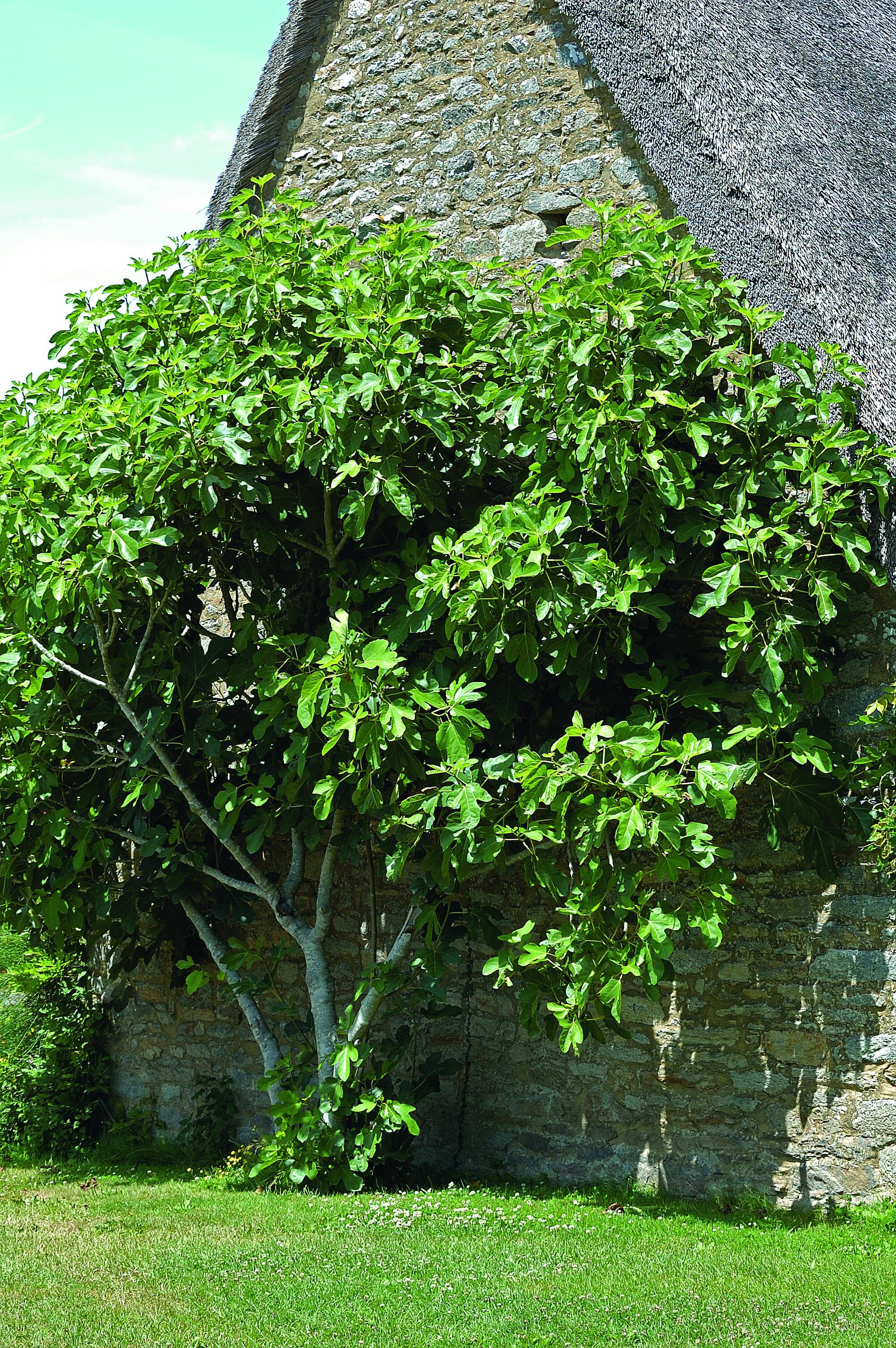 Il fico è una splendida pianta dal punto di vista estetico, perfetta per ombreggiare i giardini. Il fico è una splendida pianta dal punto di vista estetico, perfetta per ombreggiare i giardini.