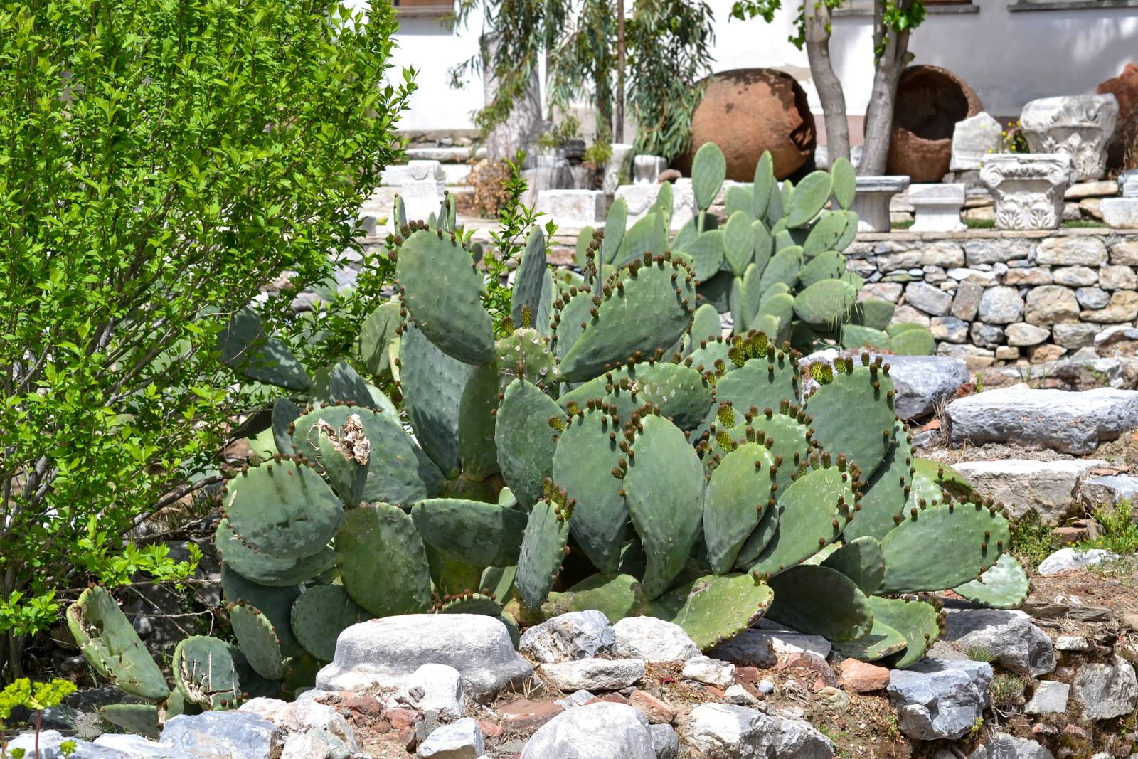 Il fico d'India è una tipica succulenta da esterno. Il fico d'India è una tipica succulenta da esterno.