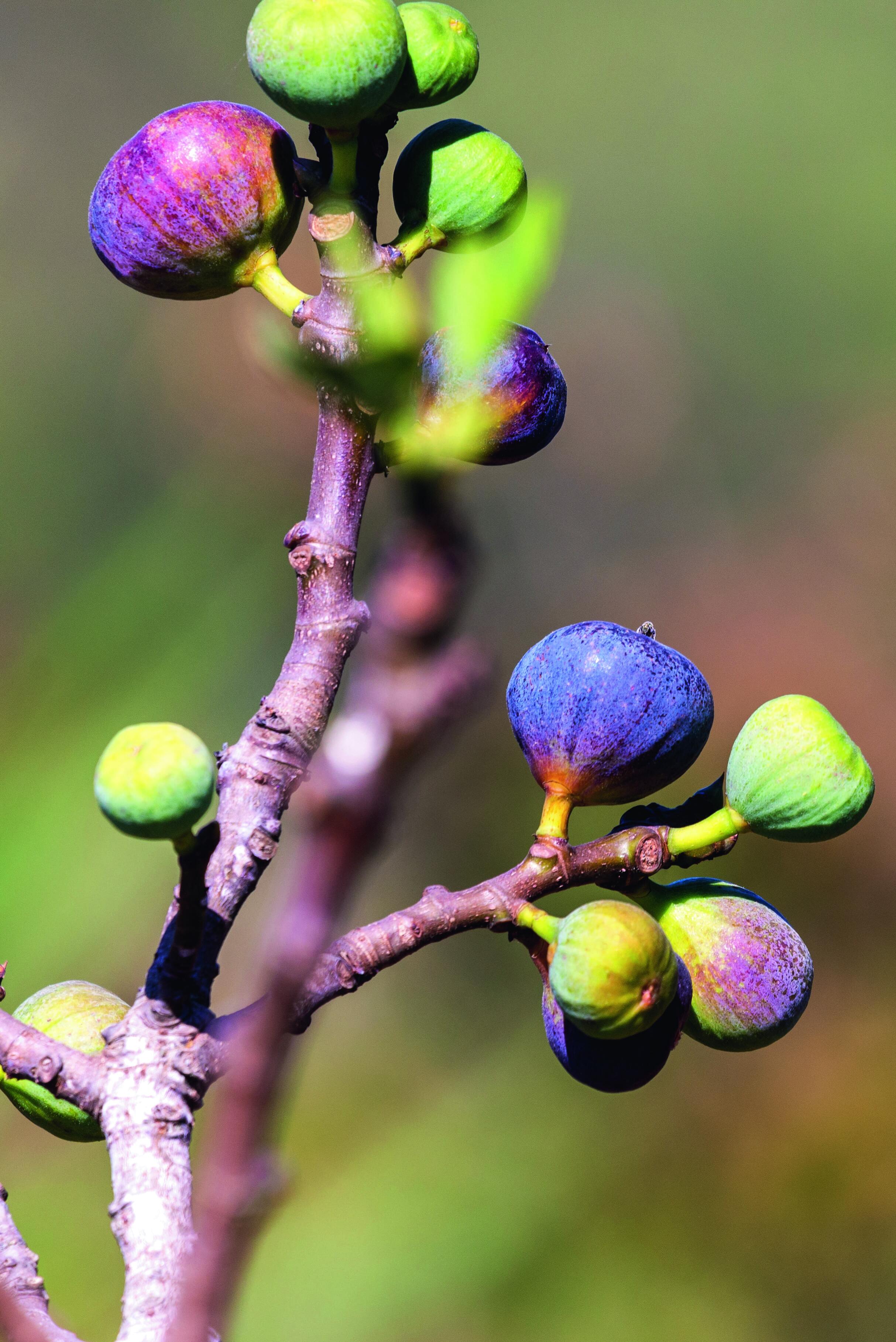 Il fico produce frutti, a seconda della varietà, da maggio a settembre. Il fico produce frutti, a seconda della varietà, da maggio a settembre.