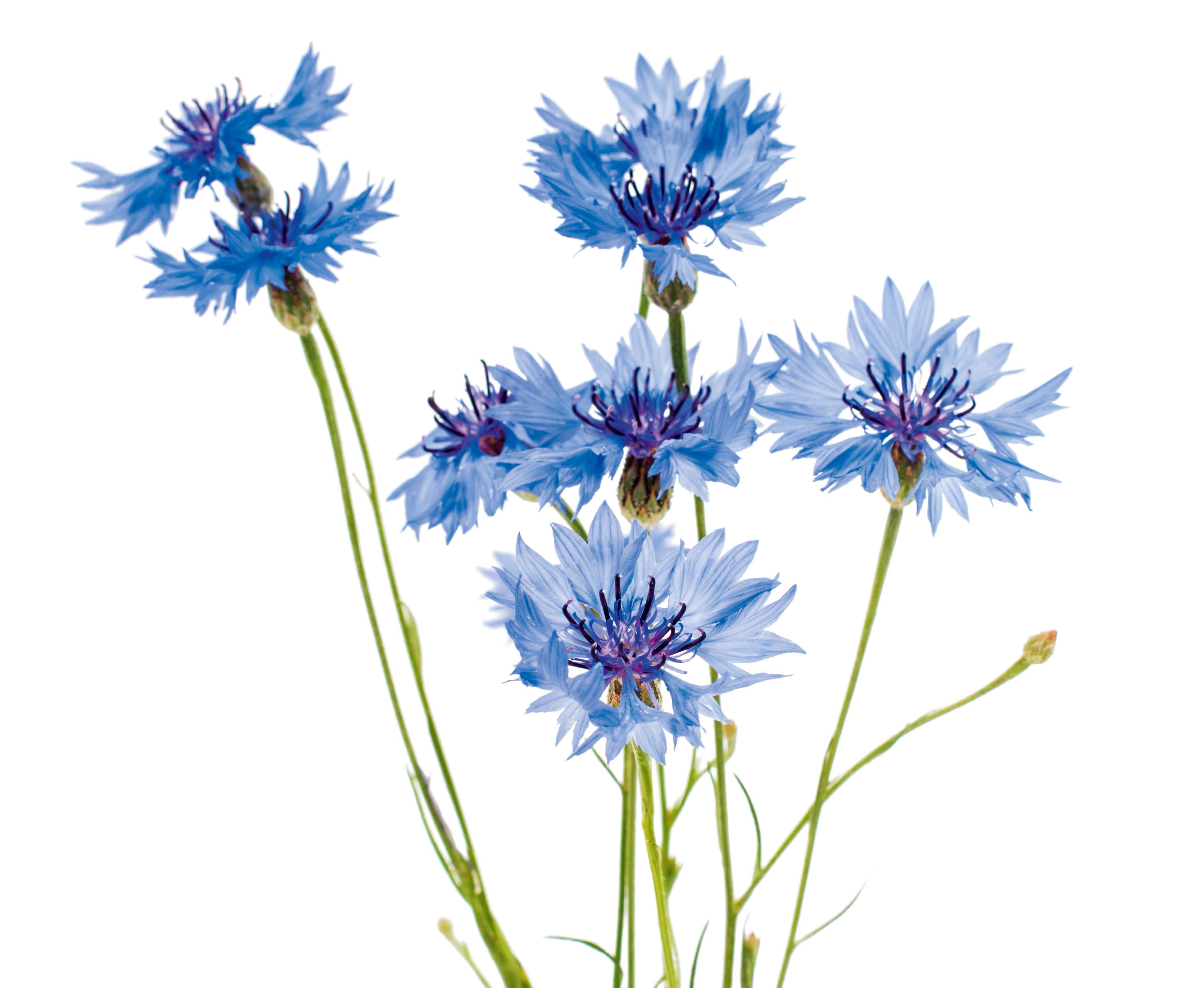 Il fiordaliso va coltivato in aiuole soleggiate e climi miti. Il fiordaliso va coltivato in aiuole soleggiate e climi miti.