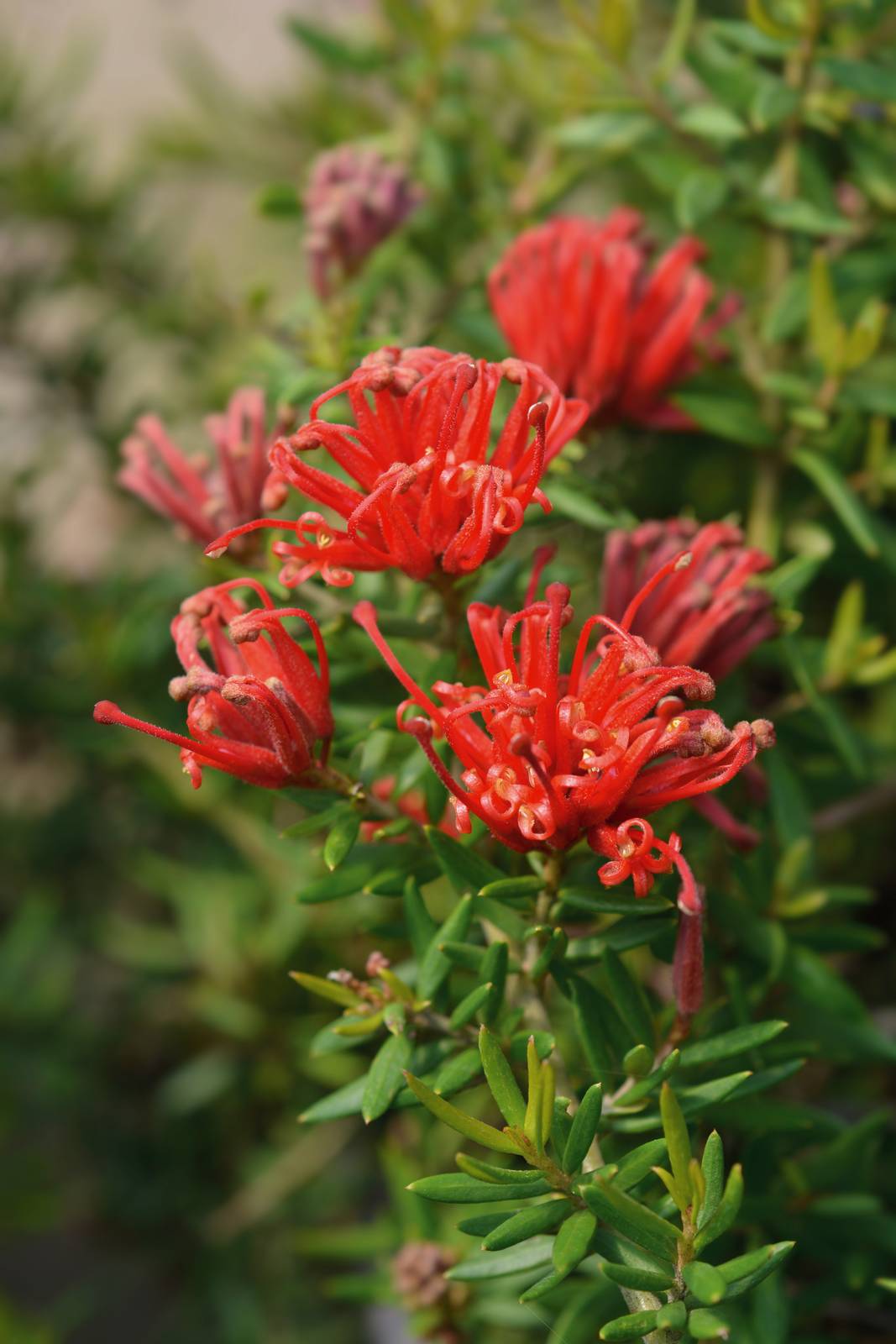 Il colore tipico del fiore di grevillea è un bel rosso acceso. Il colore tipico del fiore di grevillea è un bel rosso acceso.