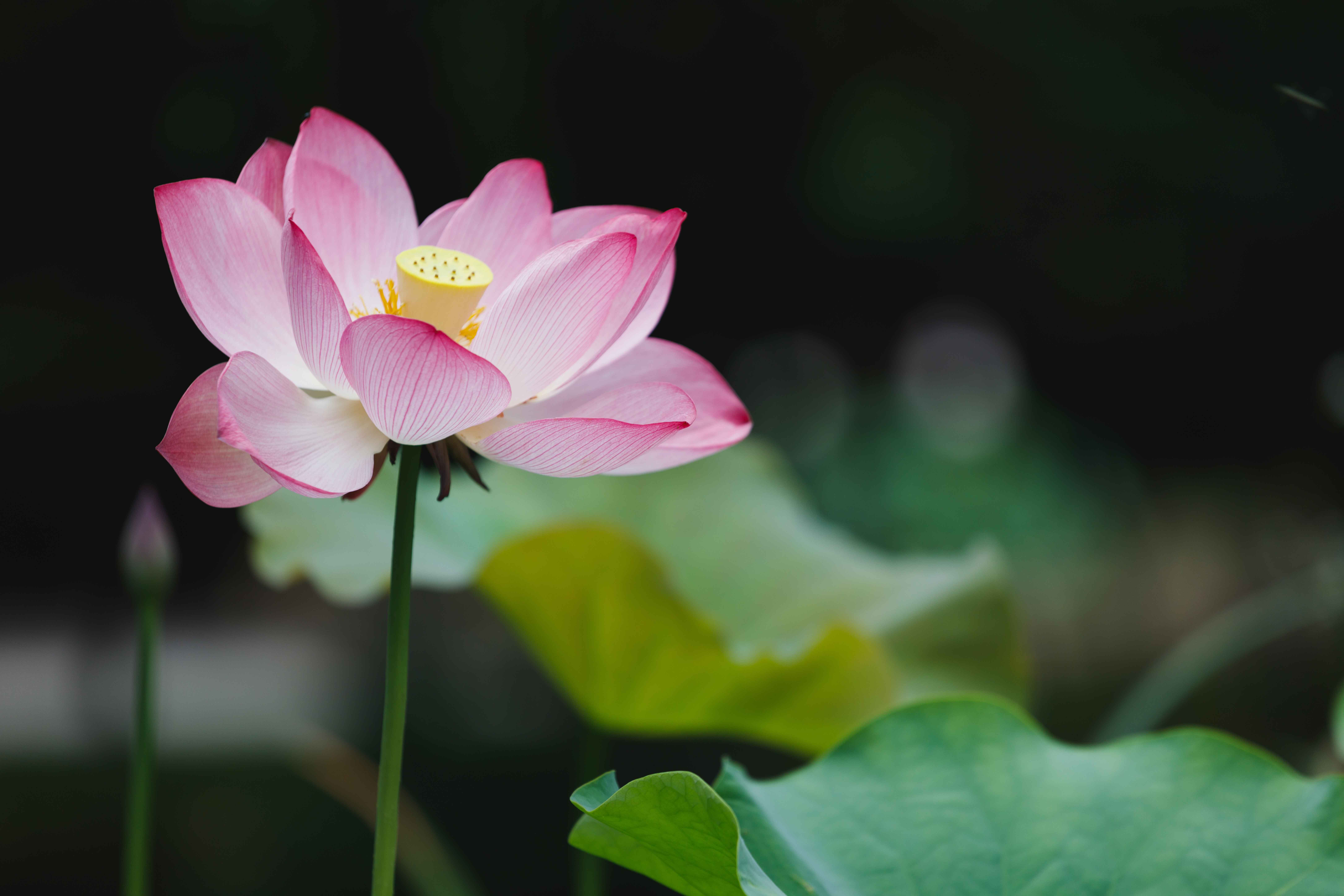 Il fiore di loto ha generalmente petali di colore rosa, giallo chiaro o bianco. Il fiore di loto ha generalmente petali di colore rosa, giallo chiaro o bianco.