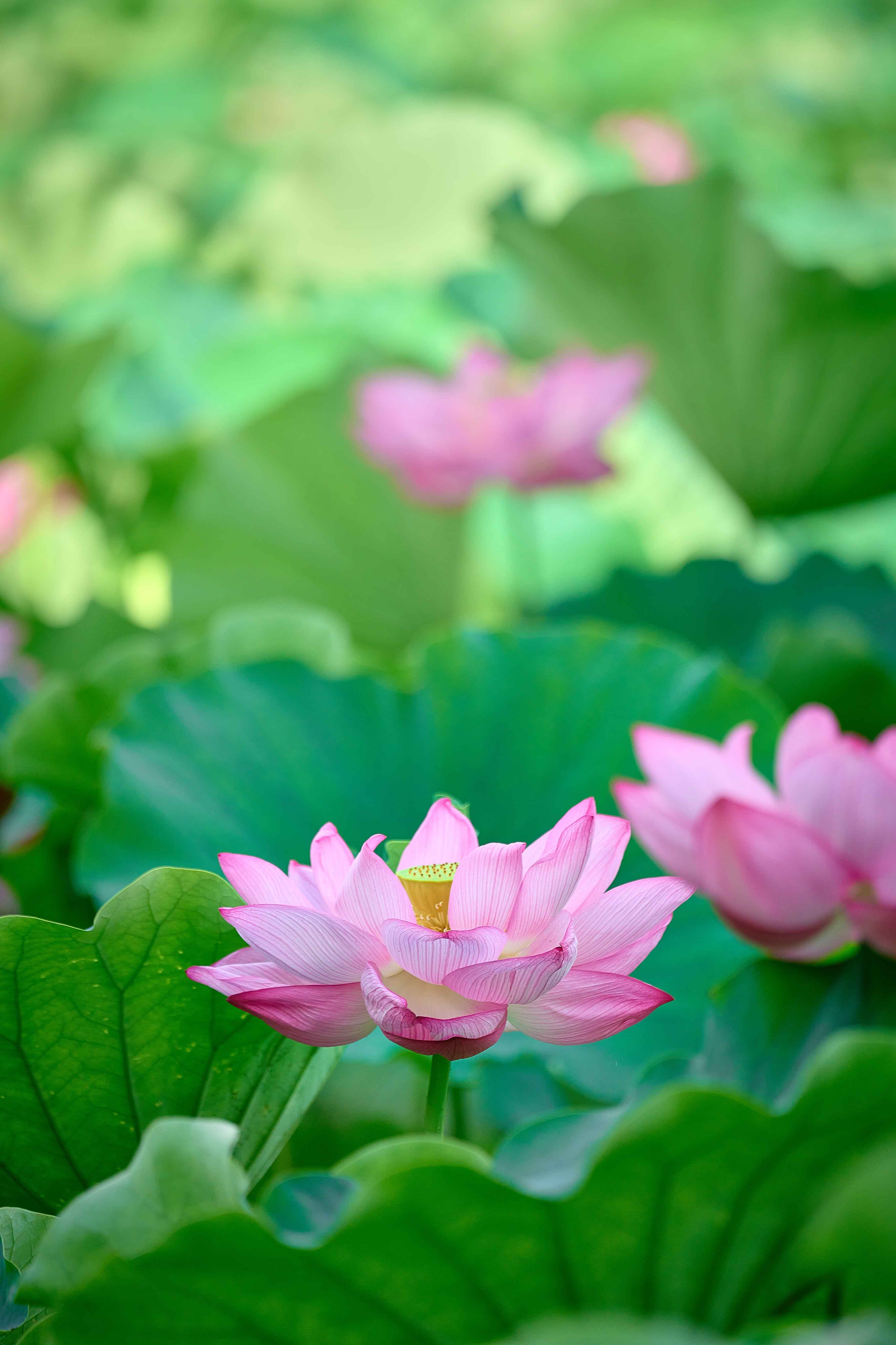 Il fiore di loto rende incantevole il laghetto in giardino, ma se lasciato crescere indisturbato diventa in breve tempo infestante. Il fiore di loto rende incantevole il laghetto in giardino, ma se lasciato crescere indisturbato diventa in breve tempo infestante.