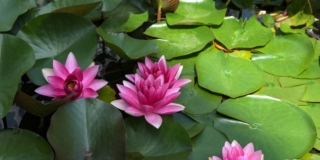 Fiore di loto