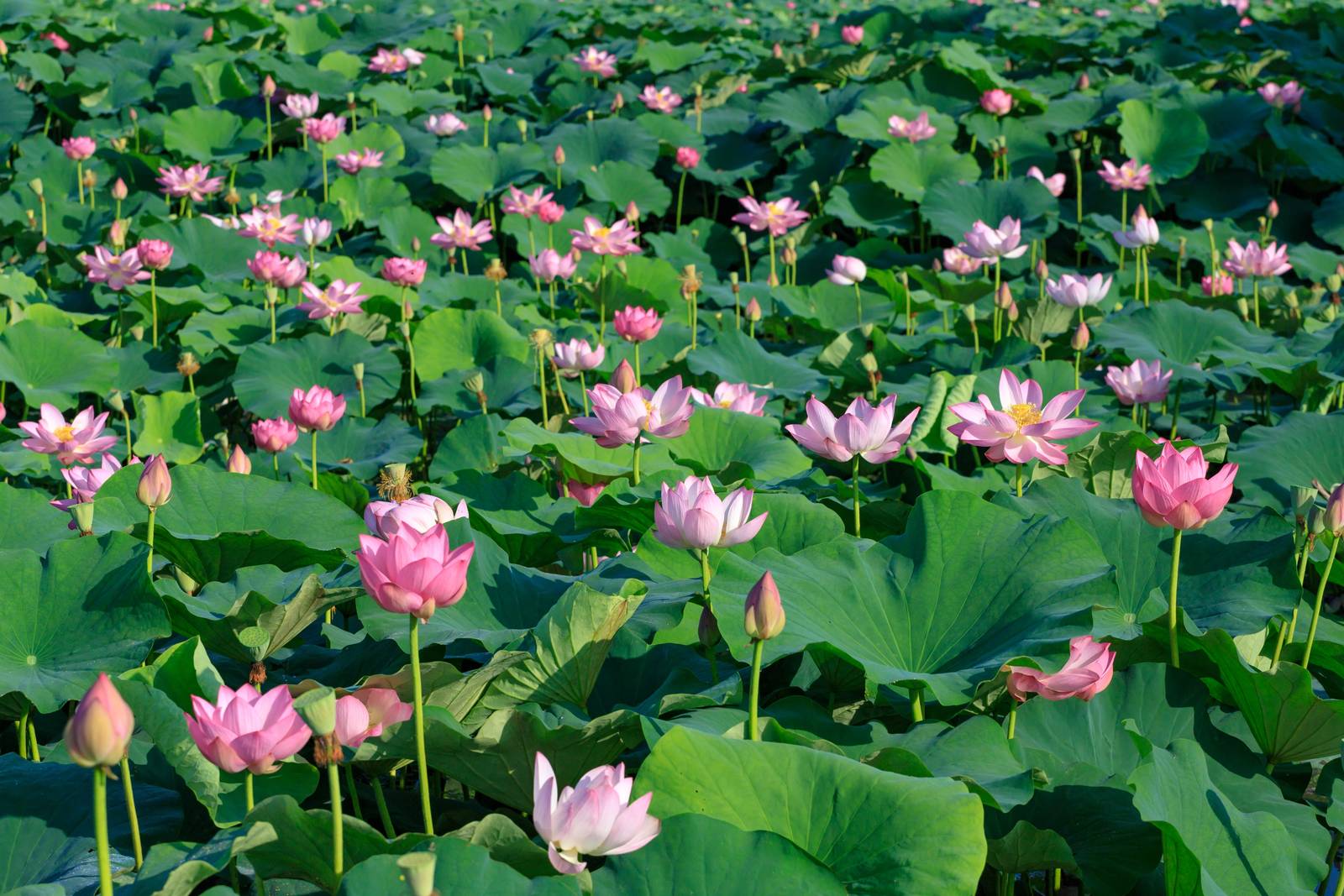 Il fiore di loto si caratterizza per le grandi foglie verdi tondeggianti, erette sugli steli. Il fiore di loto si caratterizza per le grandi foglie verdi tondeggianti, erette sugli steli.