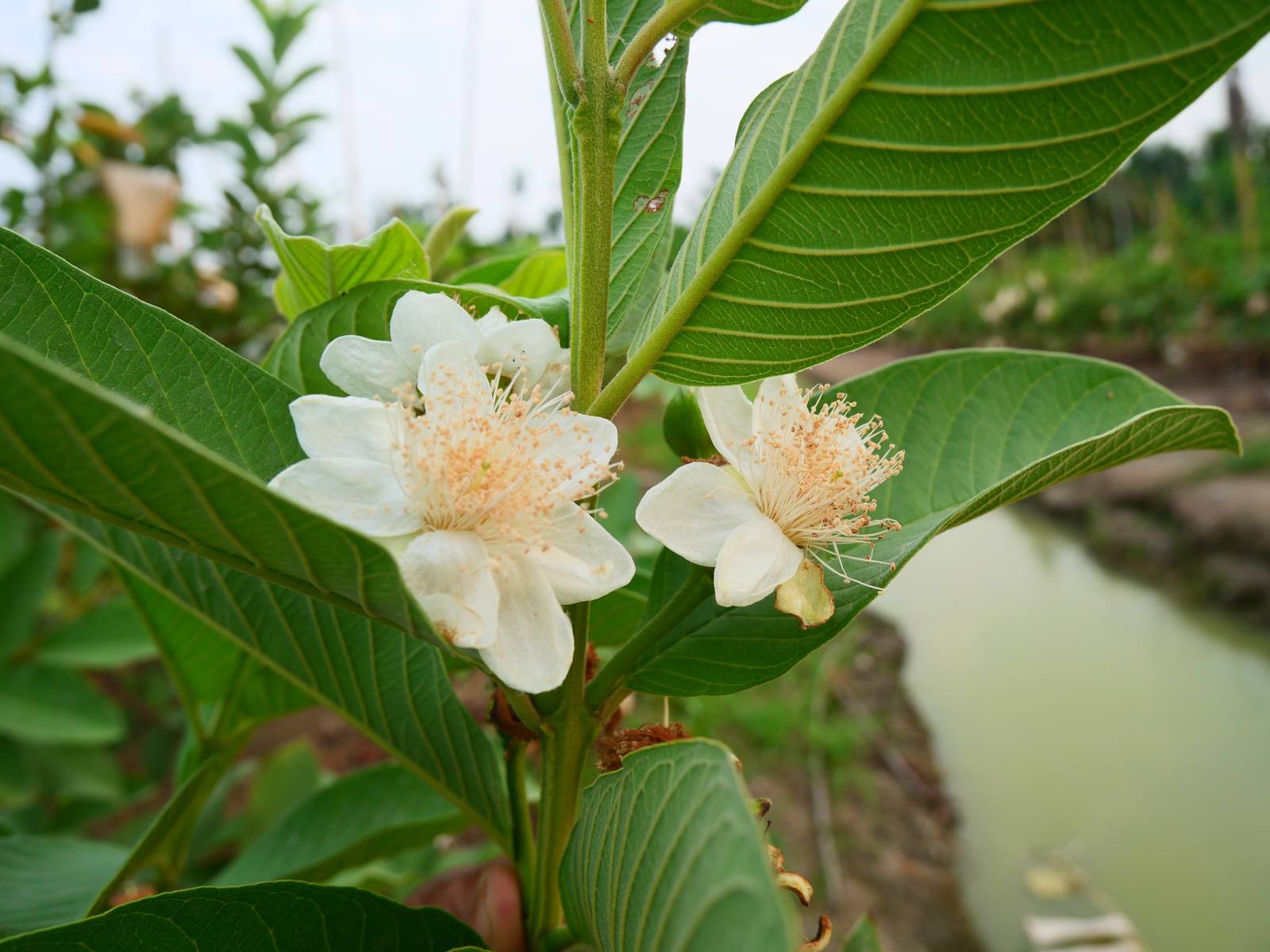 La guava fiorisce nel periodo primaverile, producendo, come si vede in foto, infiorescenze bianche. La guava fiorisce nel periodo primaverile, producendo, come si vede in foto, infiorescenze bianche.