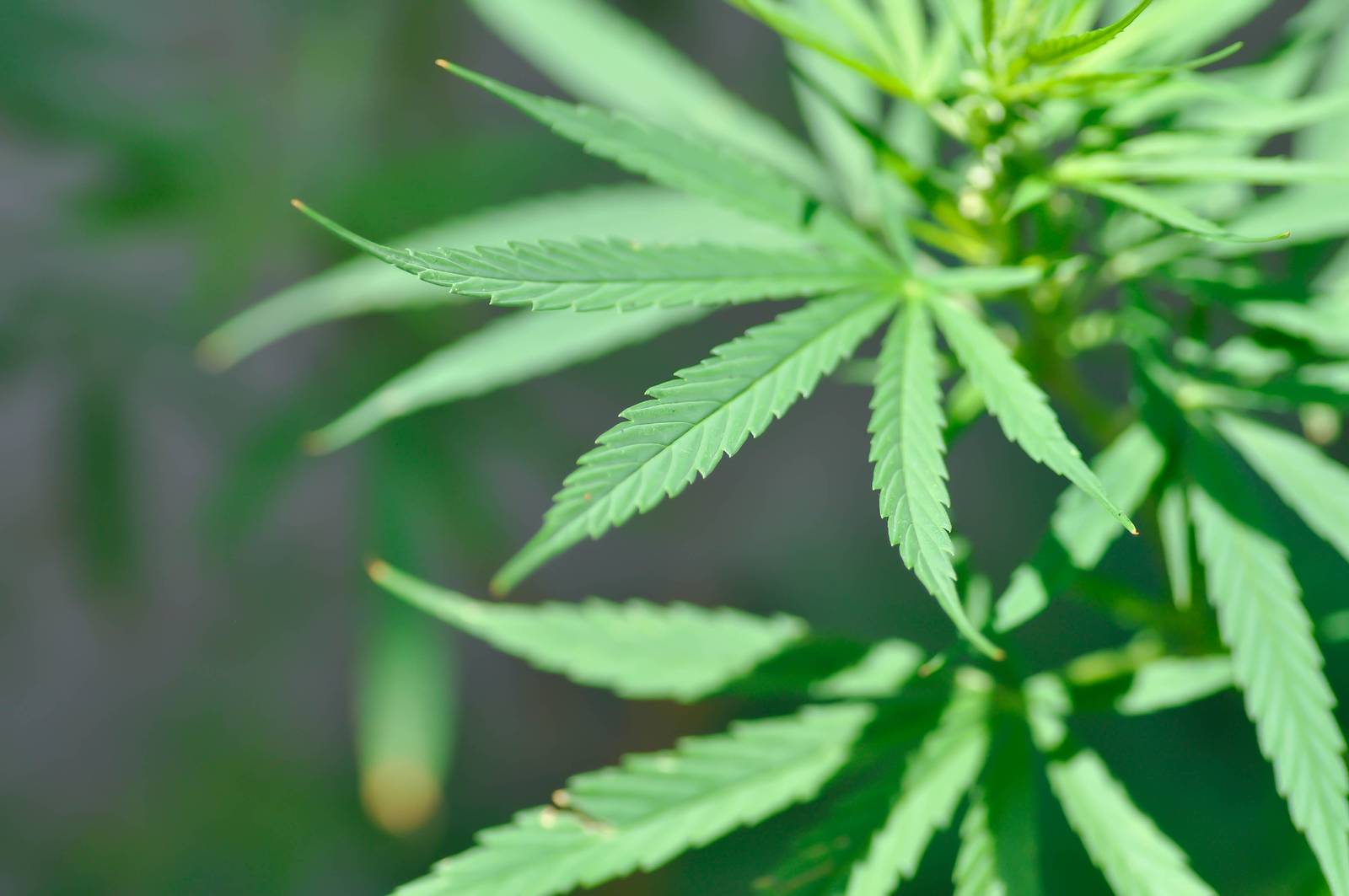 Come si vede in foto, le foglie di canapa sono lunghe e appuntite, con margine seghettato. Come si vede in foto, le foglie di canapa sono lunghe e appuntite, con margine seghettato.