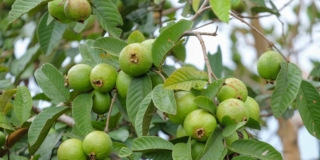 Guava (pianta)