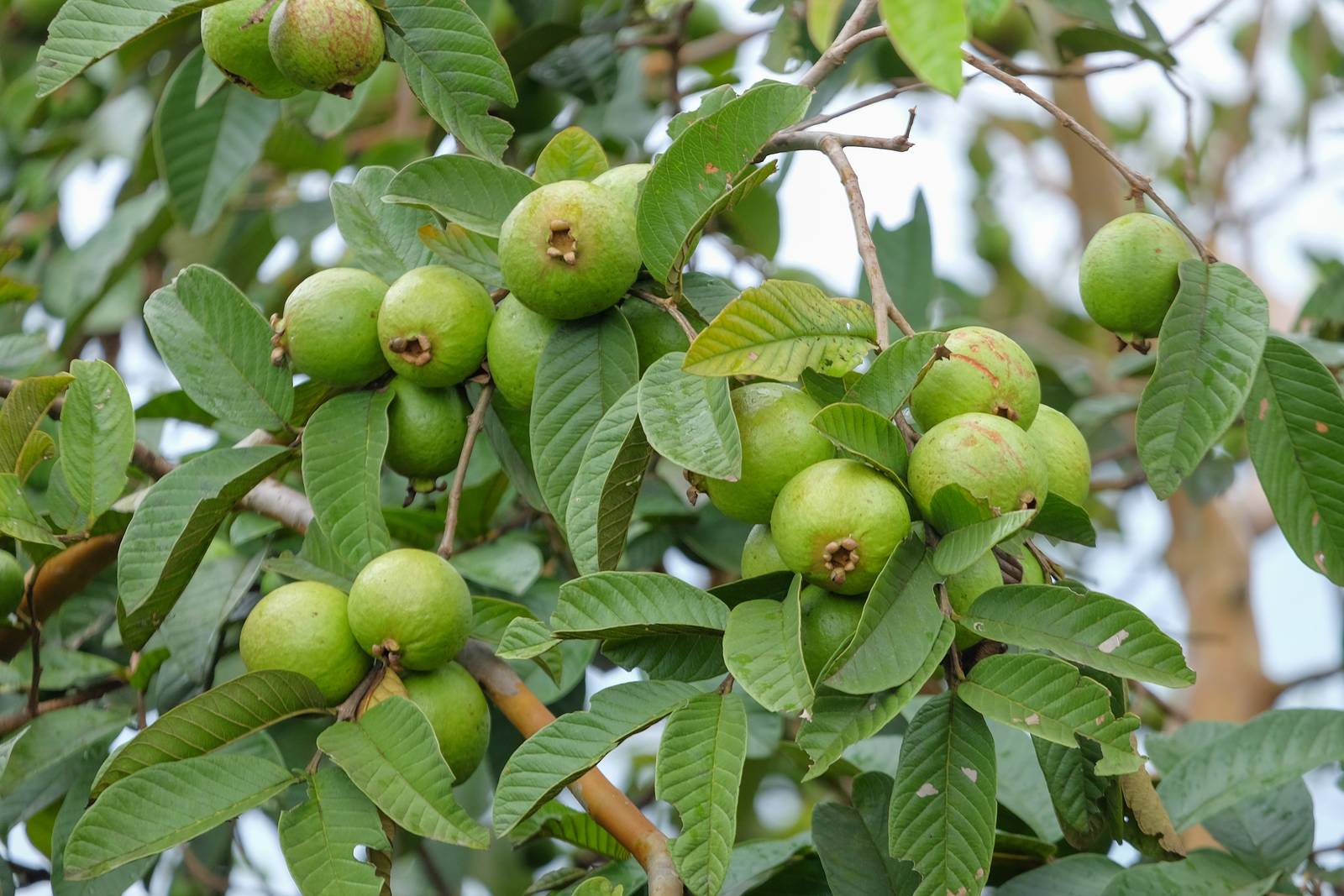 La pianta di guava ha bisogno di pieno sole per crescere bene e fruttificare. La pianta di guava ha bisogno di pieno sole per crescere bene e fruttificare.