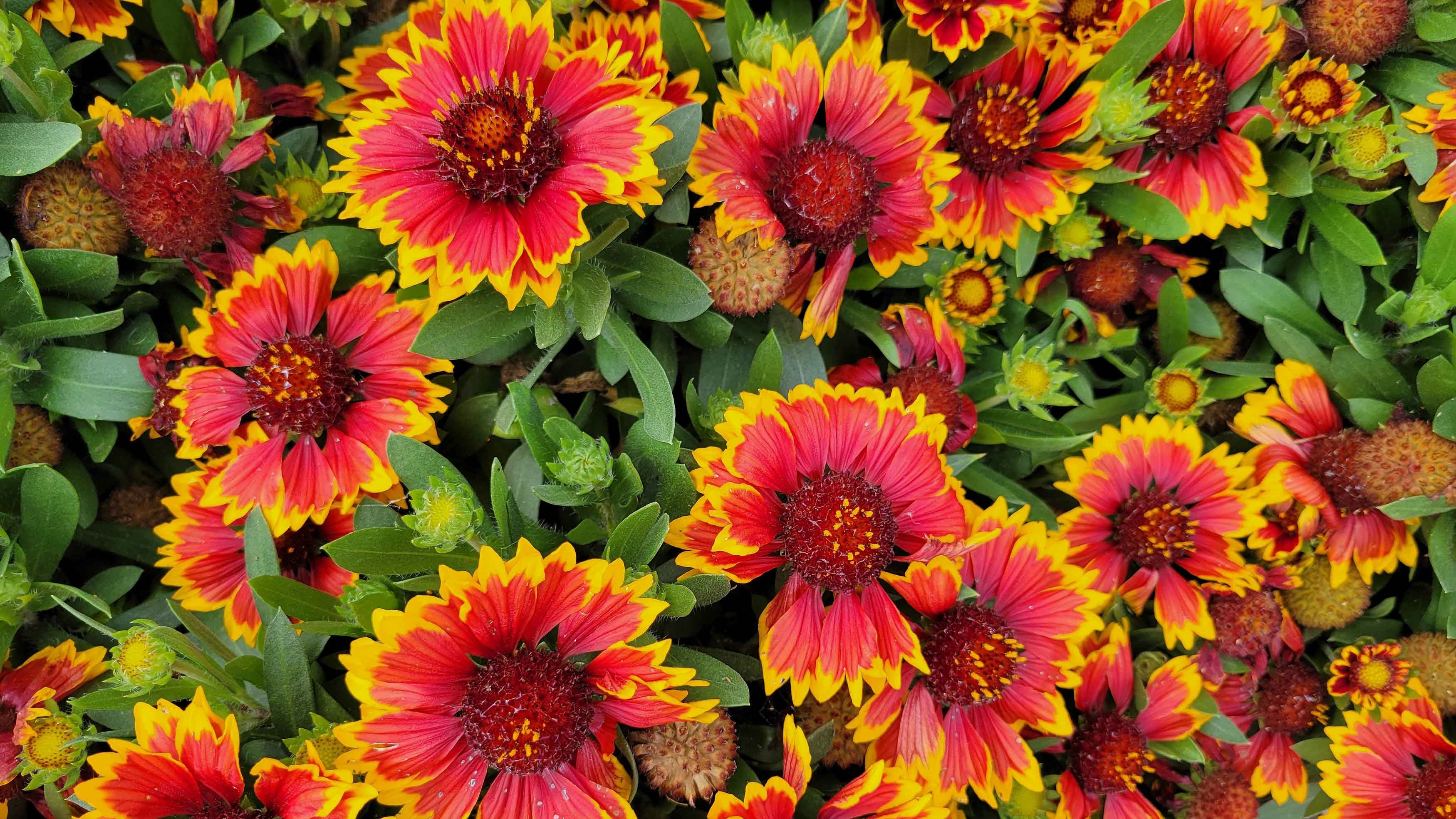 Gaillardia varietà "Arizona Sun": i suoi colori accesi saltano subito all'occhio. Gaillardia varietà "Arizona Sun": i suoi colori accesi saltano subito all'occhio.