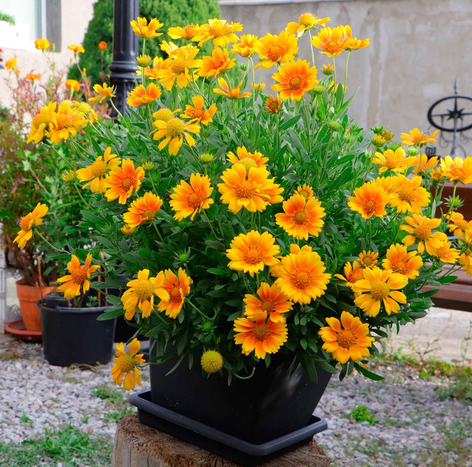 La gaillardia si presta benissimo alla coltivazione in vaso. La gaillardia si presta benissimo alla coltivazione in vaso.